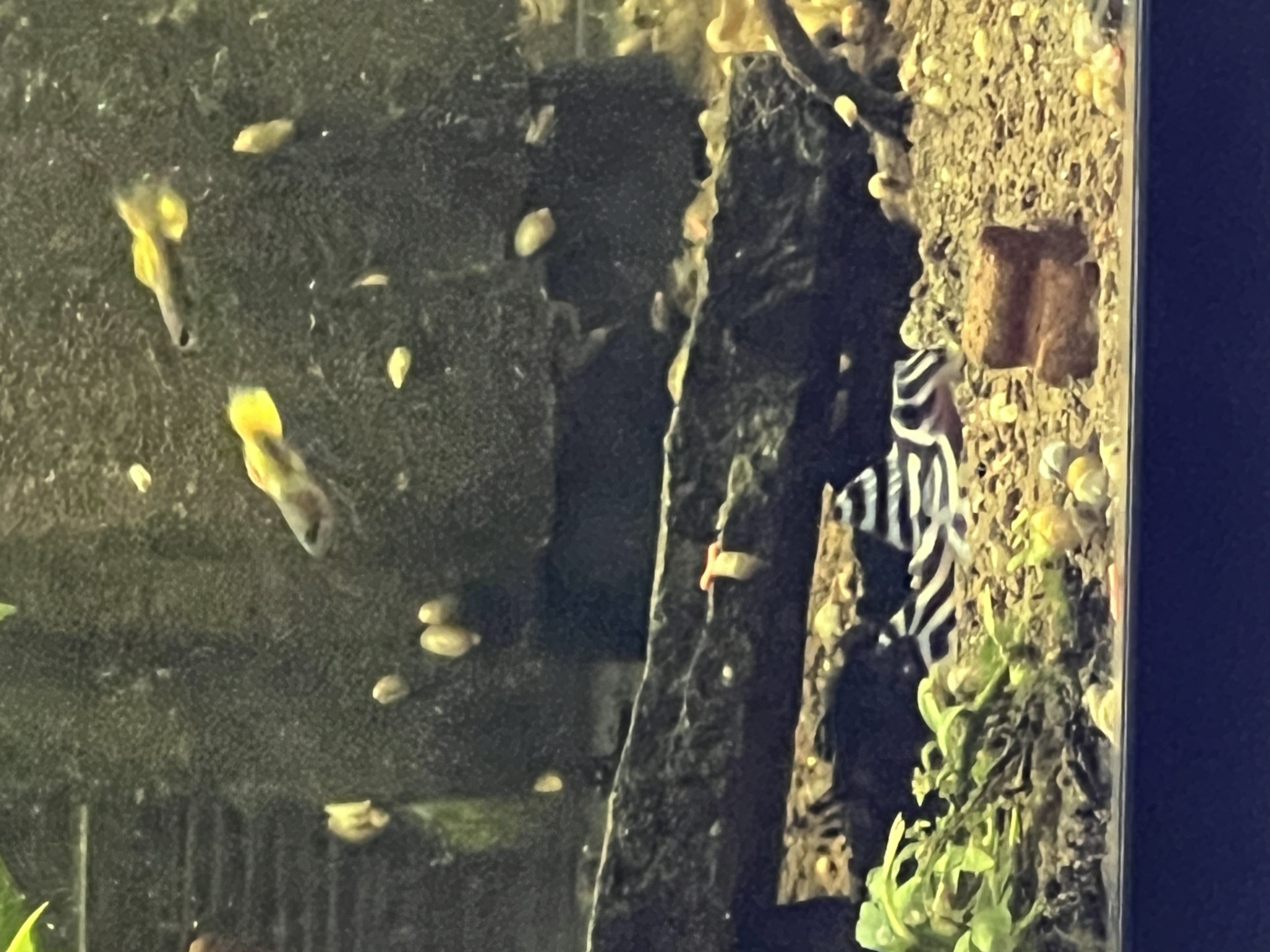 Ikan Hias Black River Tropical 074