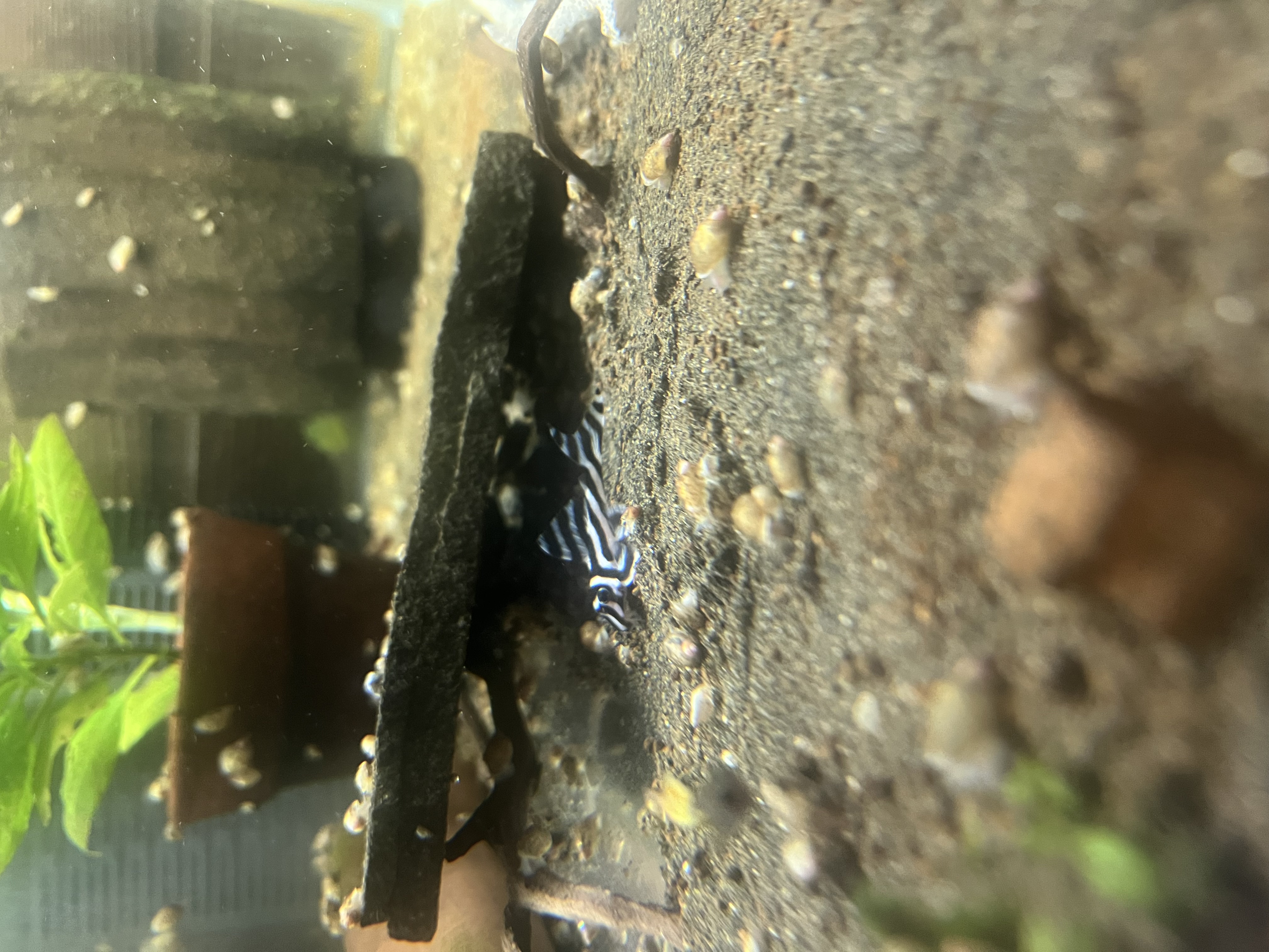 Ikan Hias Black River Tropical 075