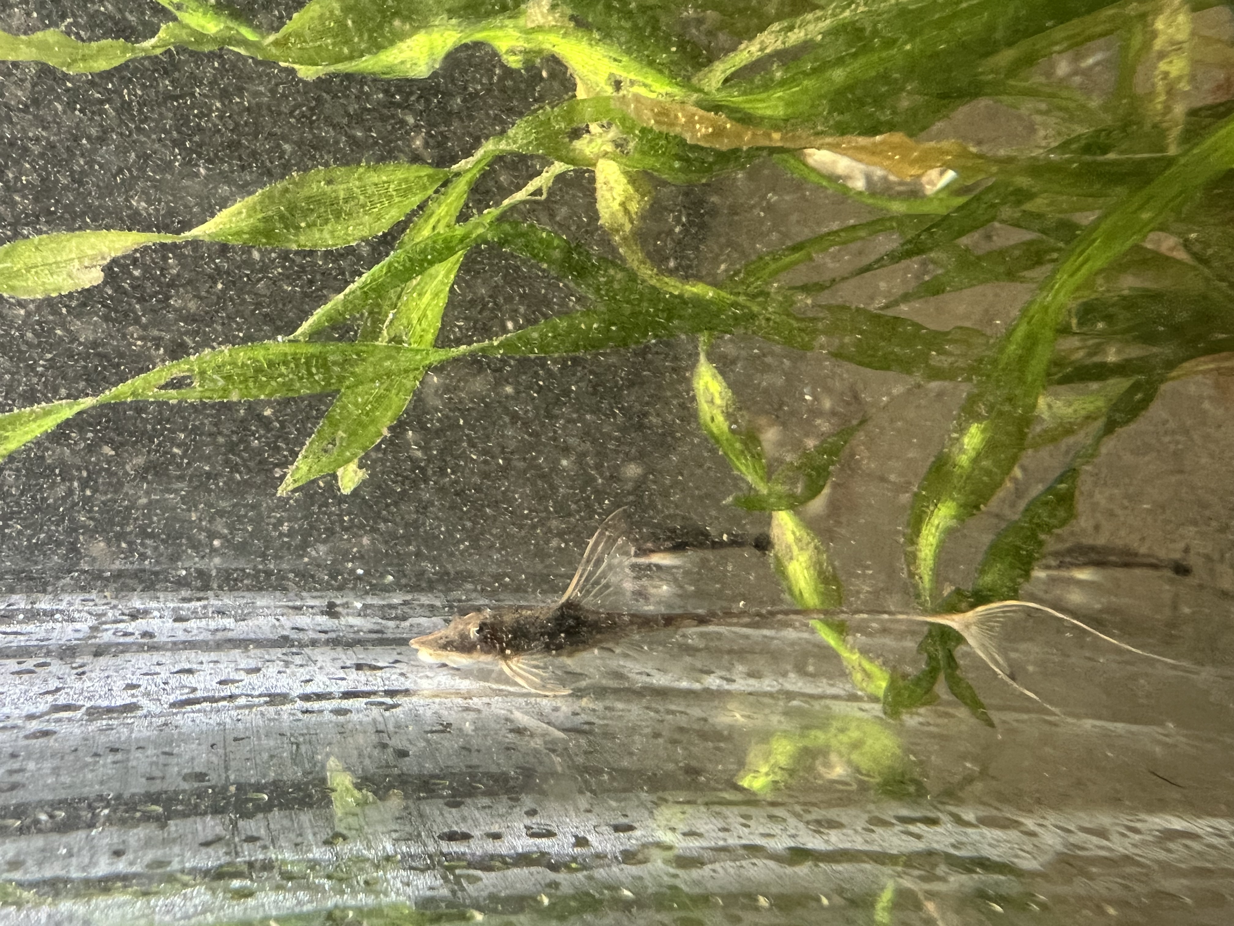 Ikan Hias Black River Tropical 076