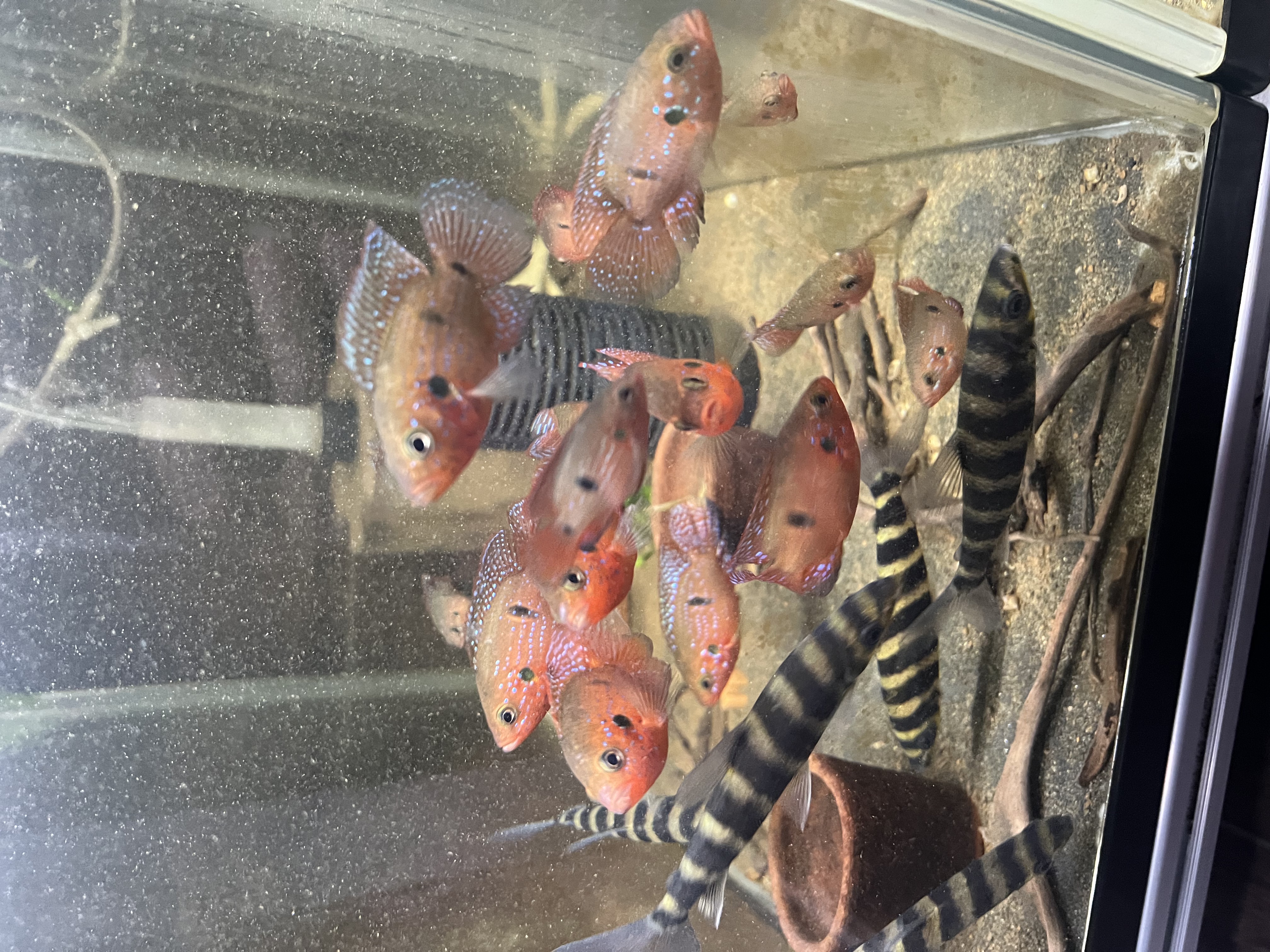 Ikan Hias Black River Tropical 077