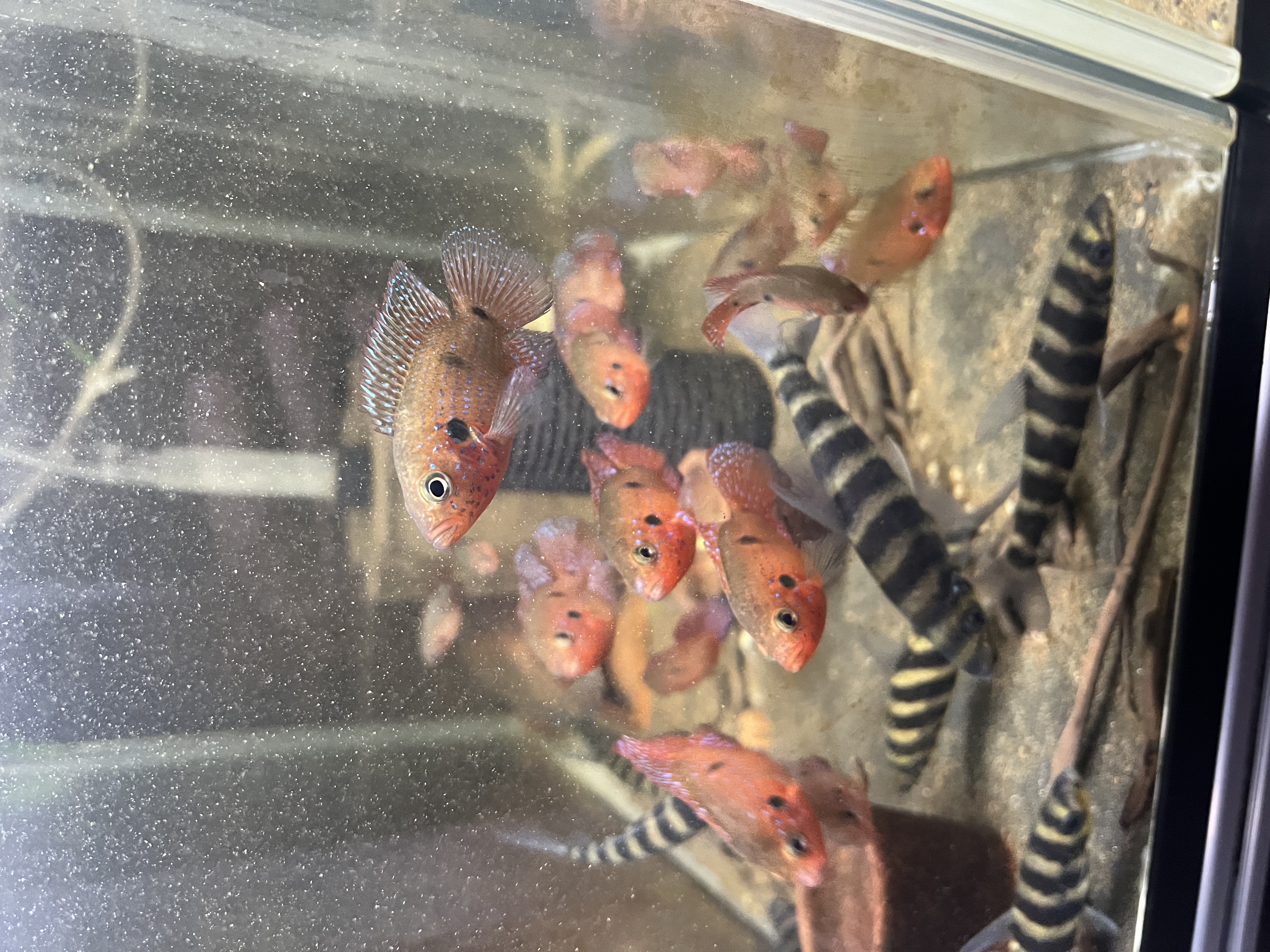 Ikan Hias Black River Tropical 078