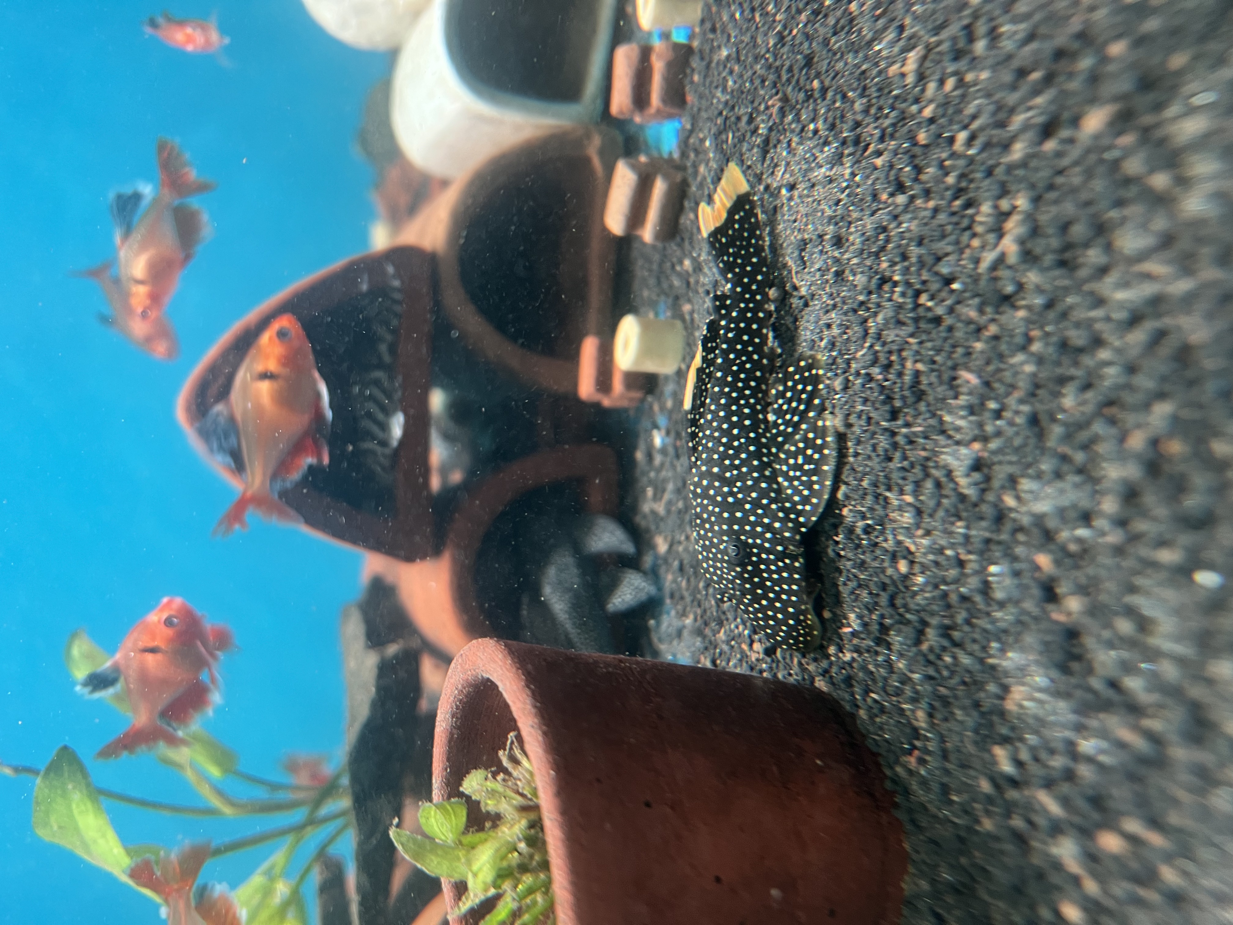 Ikan Hias Black River Tropical 080
