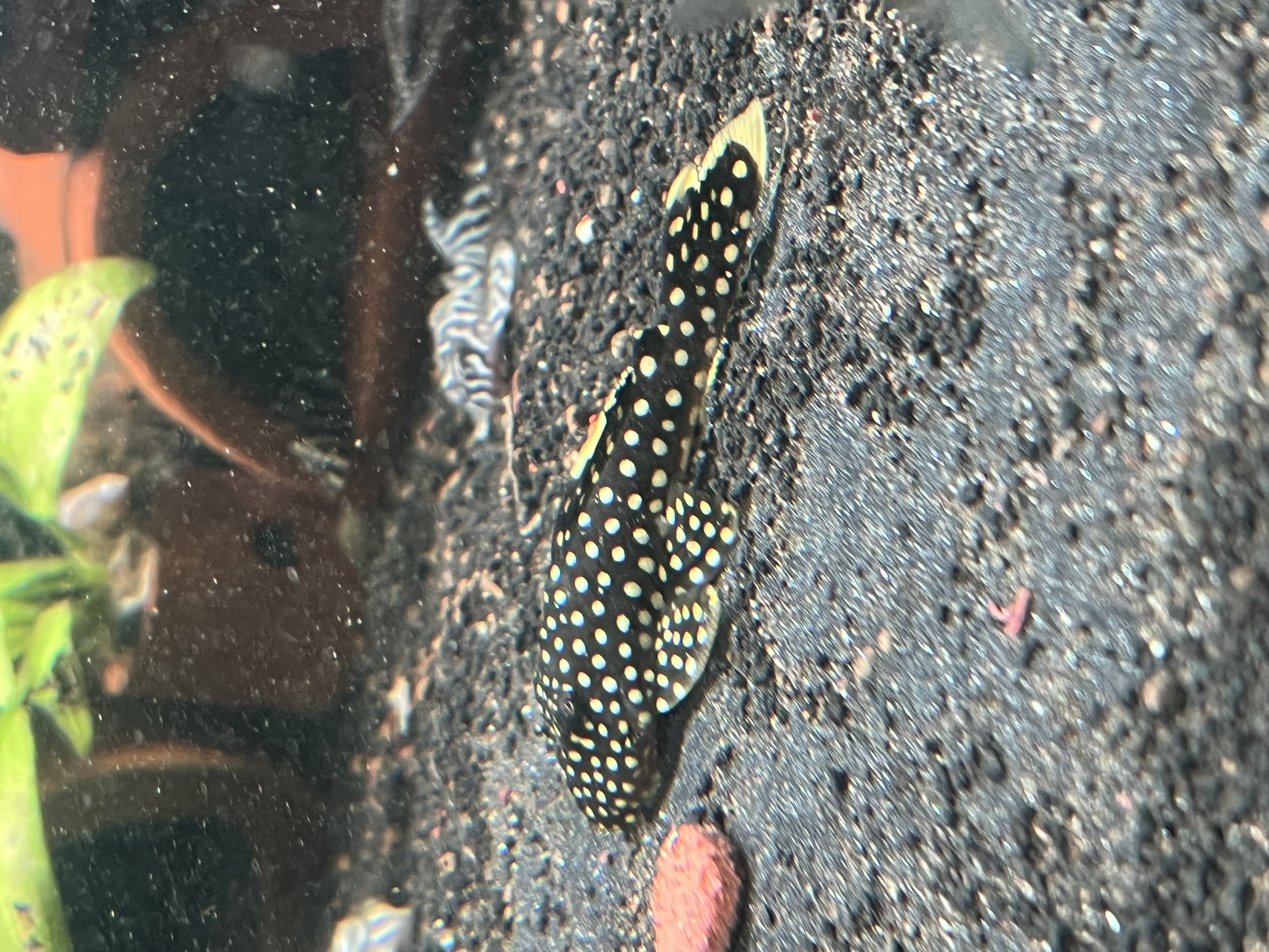 Ikan Hias Black River Tropical 081