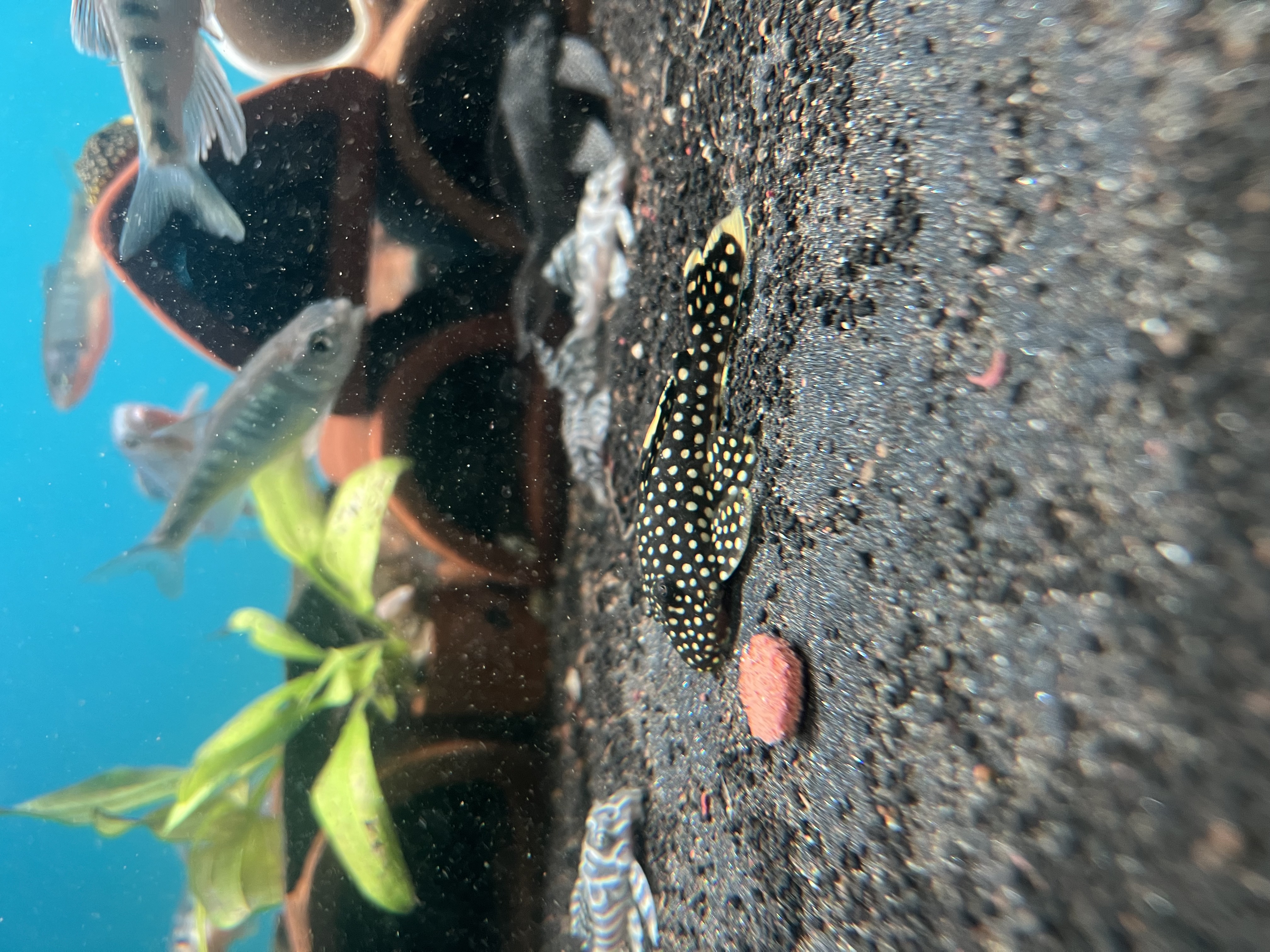 Ikan Hias Black River Tropical 082