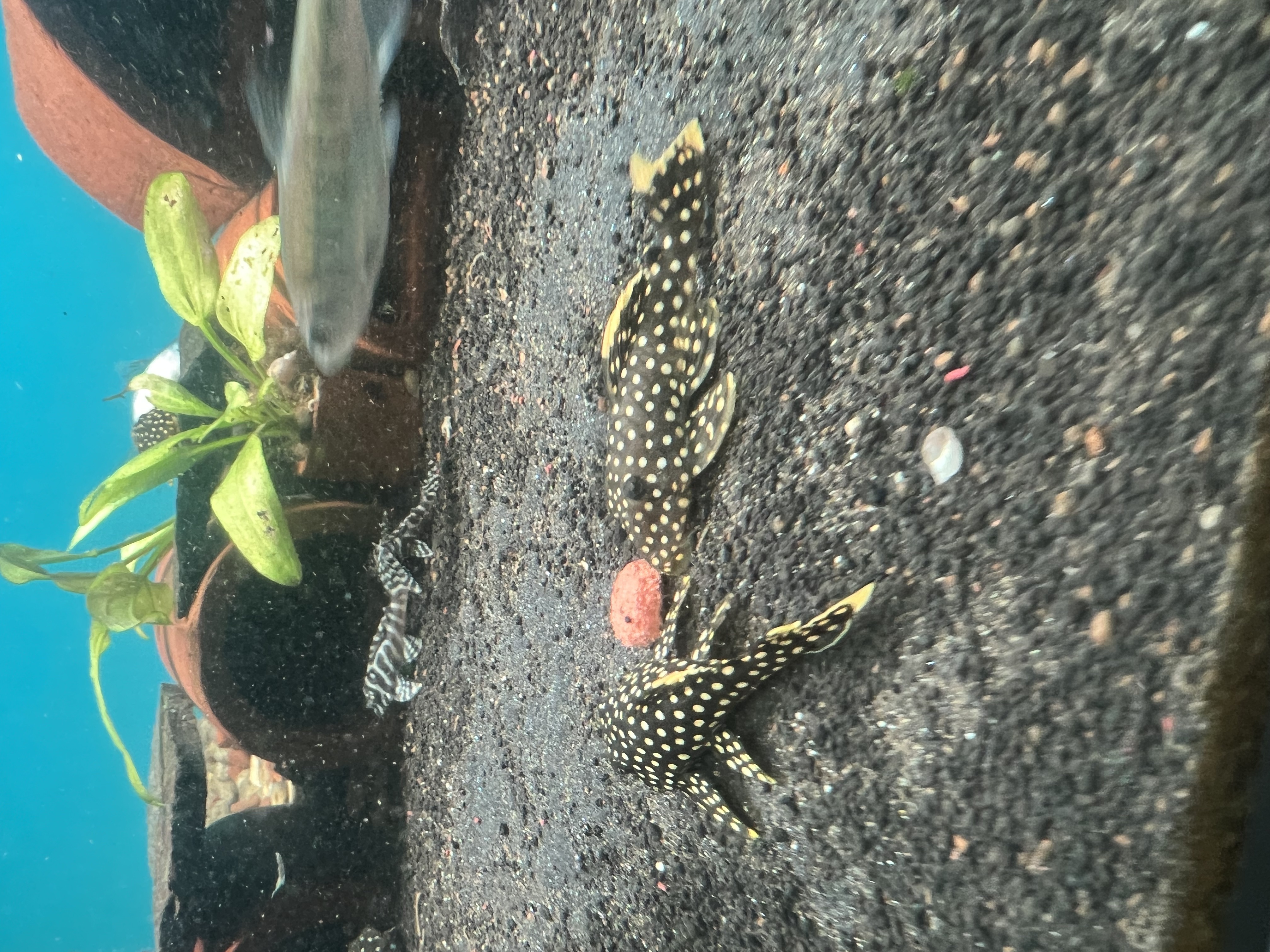 Ikan Hias Black River Tropical 084