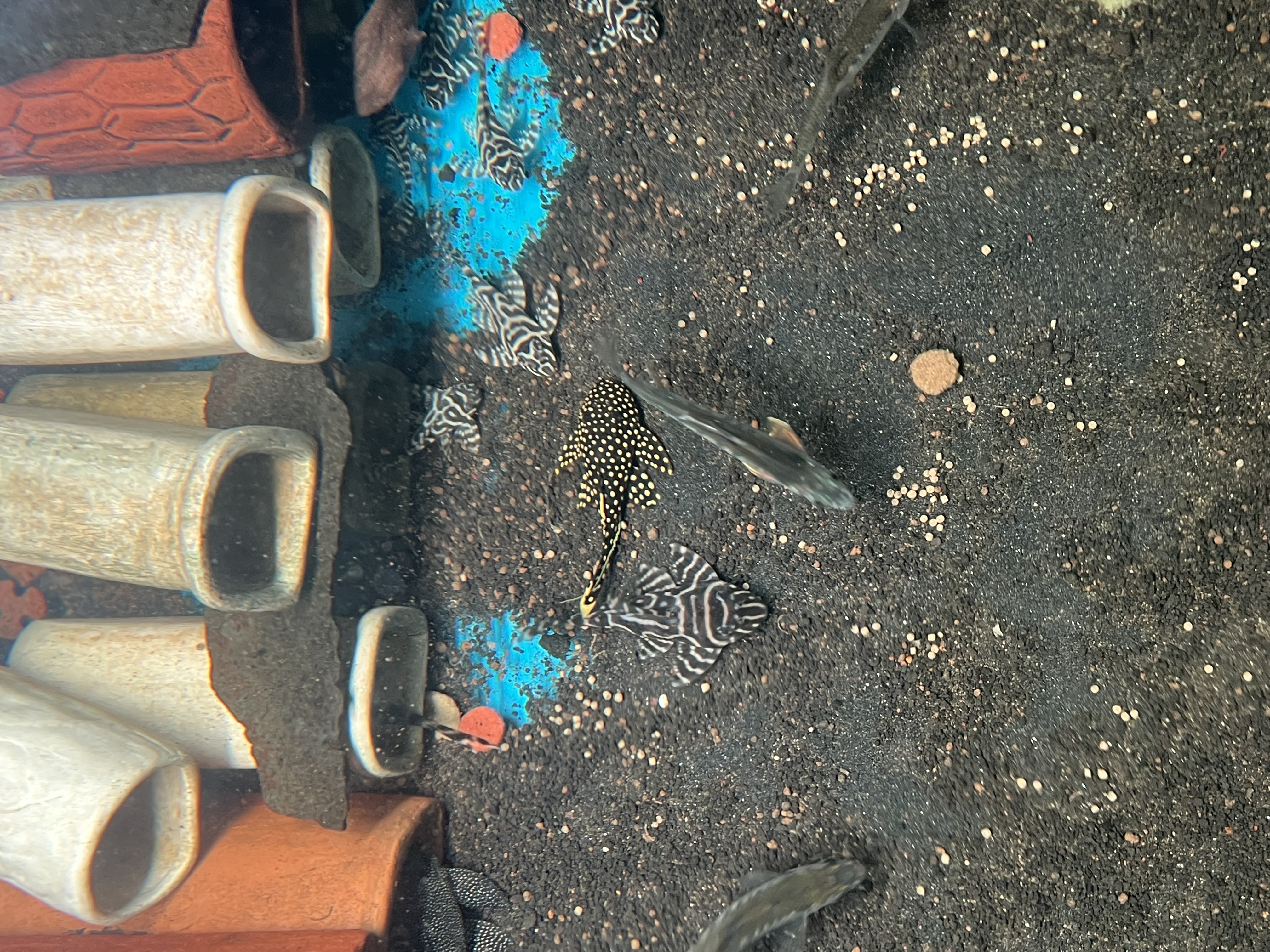 Ikan Hias Black River Tropical 085