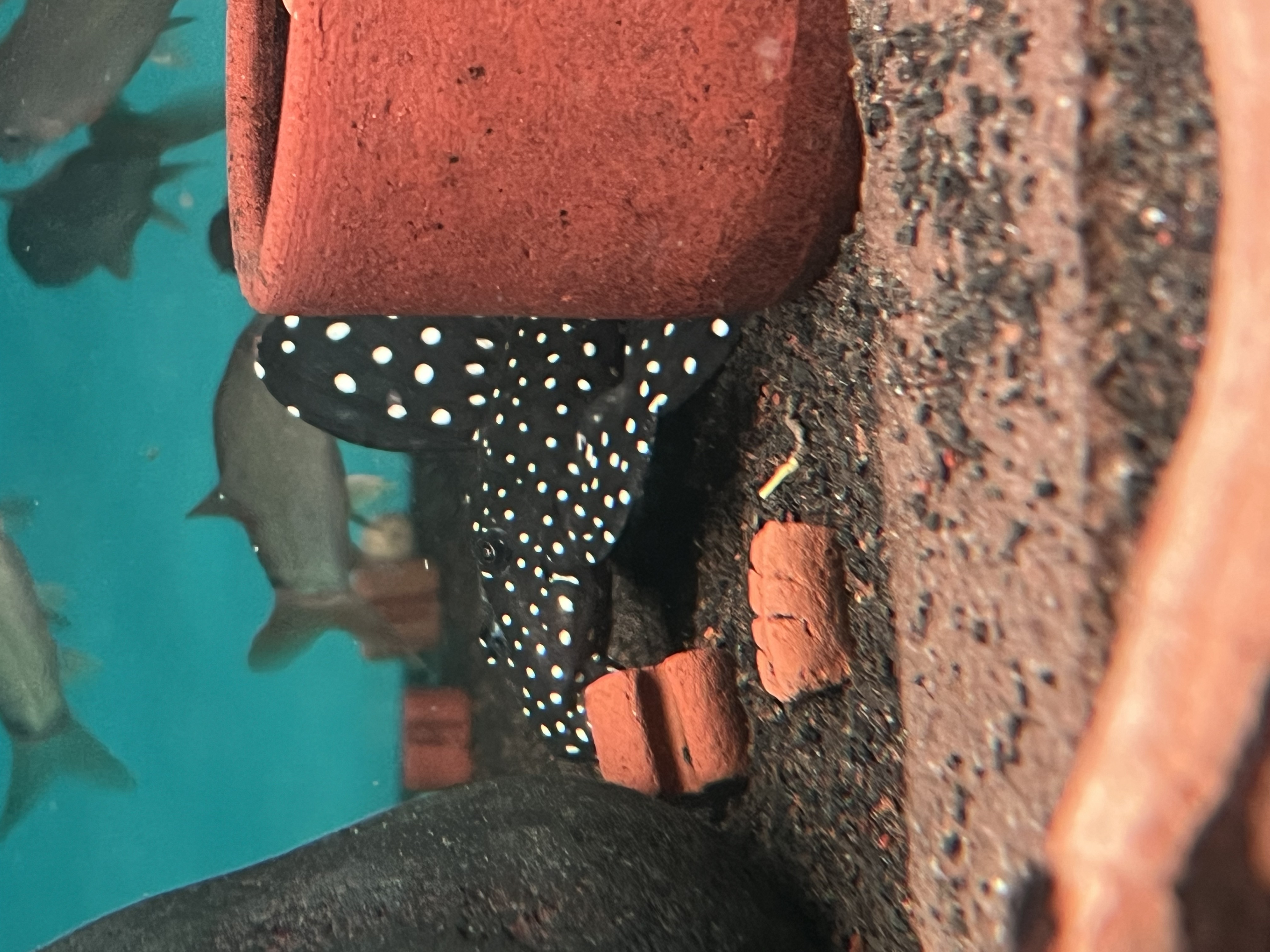 Ikan Hias Black River Tropical 088