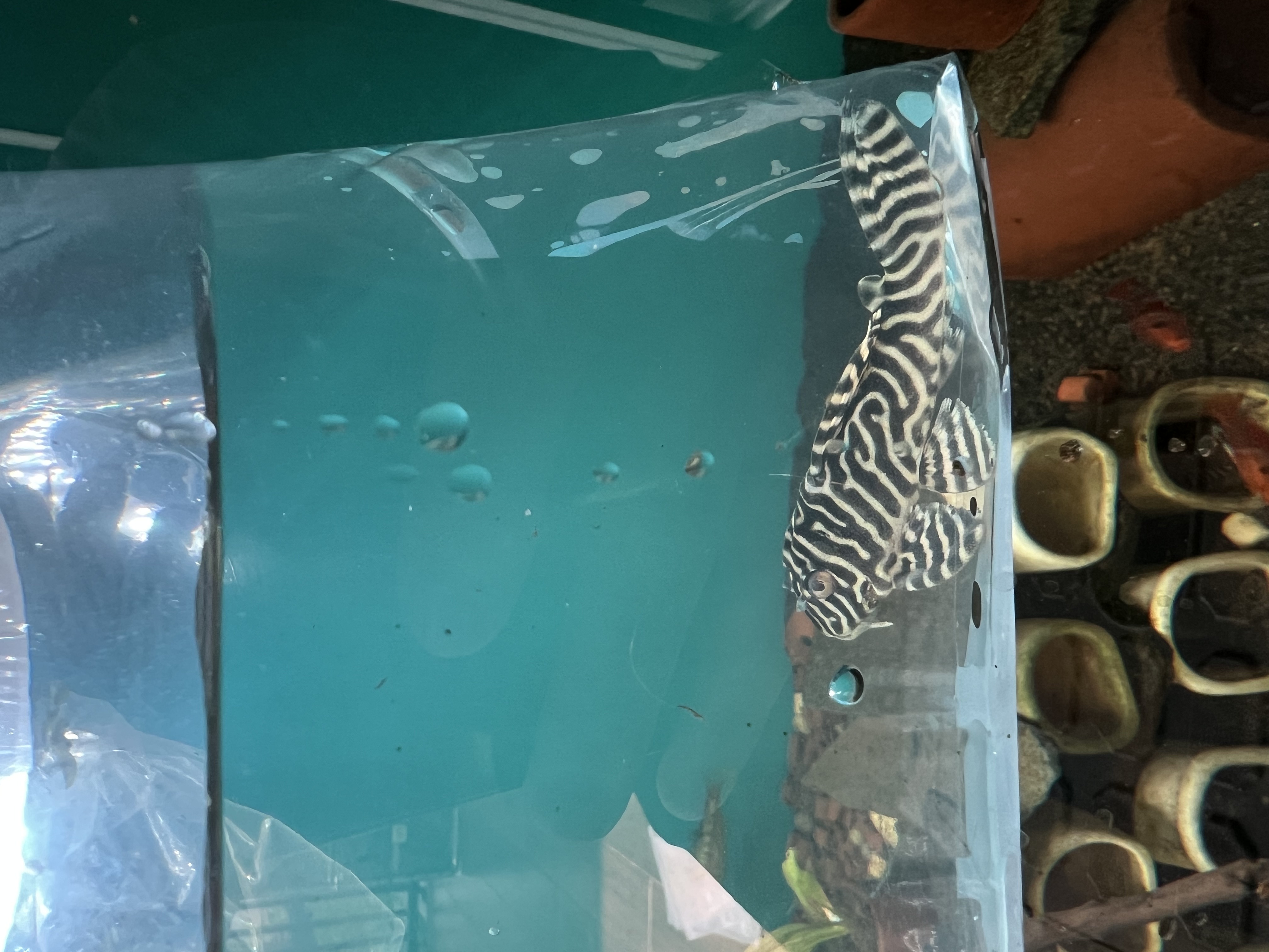 Ikan Hias Black River Tropical 089