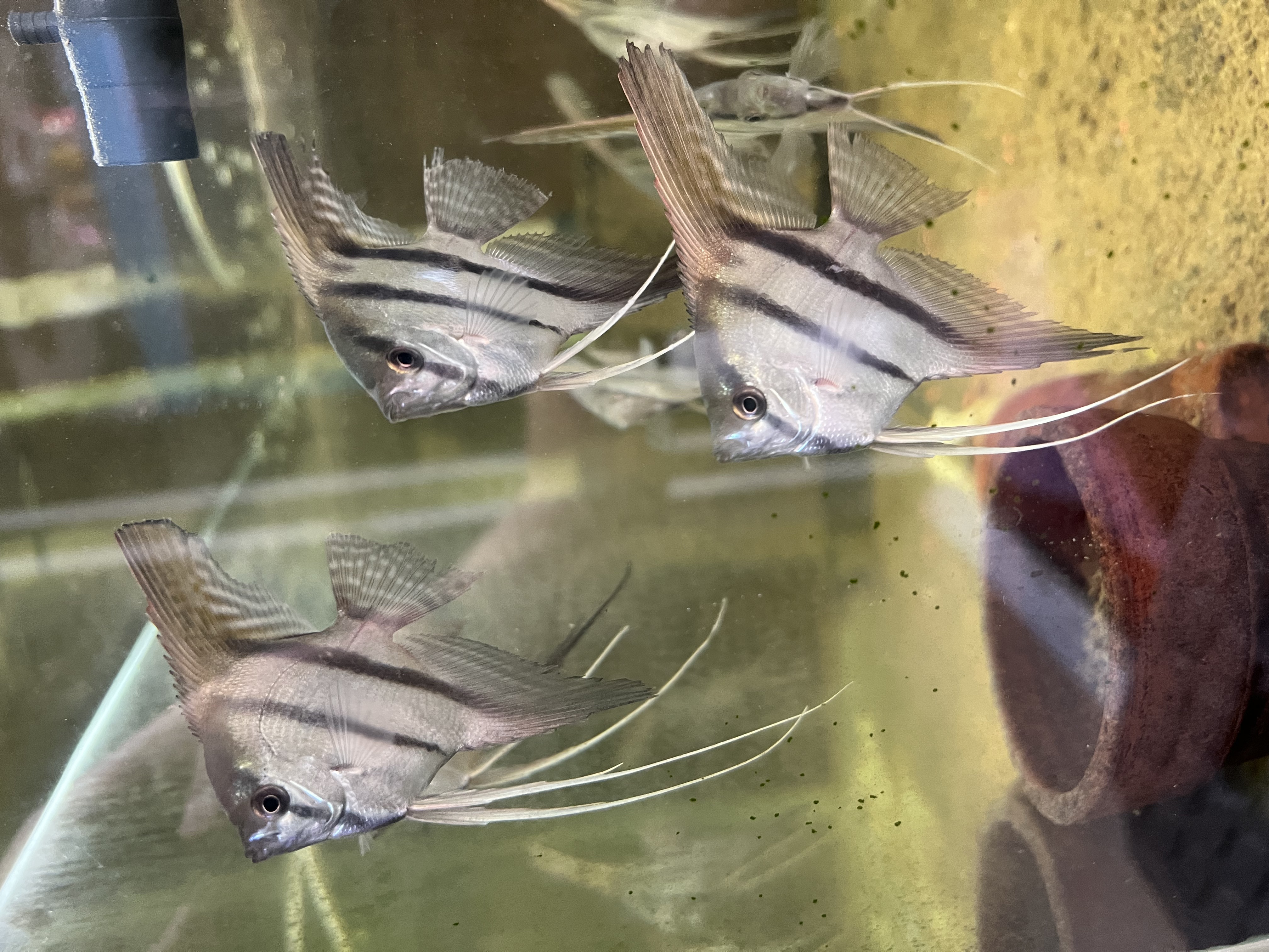Ikan Hias Black River Tropical 090