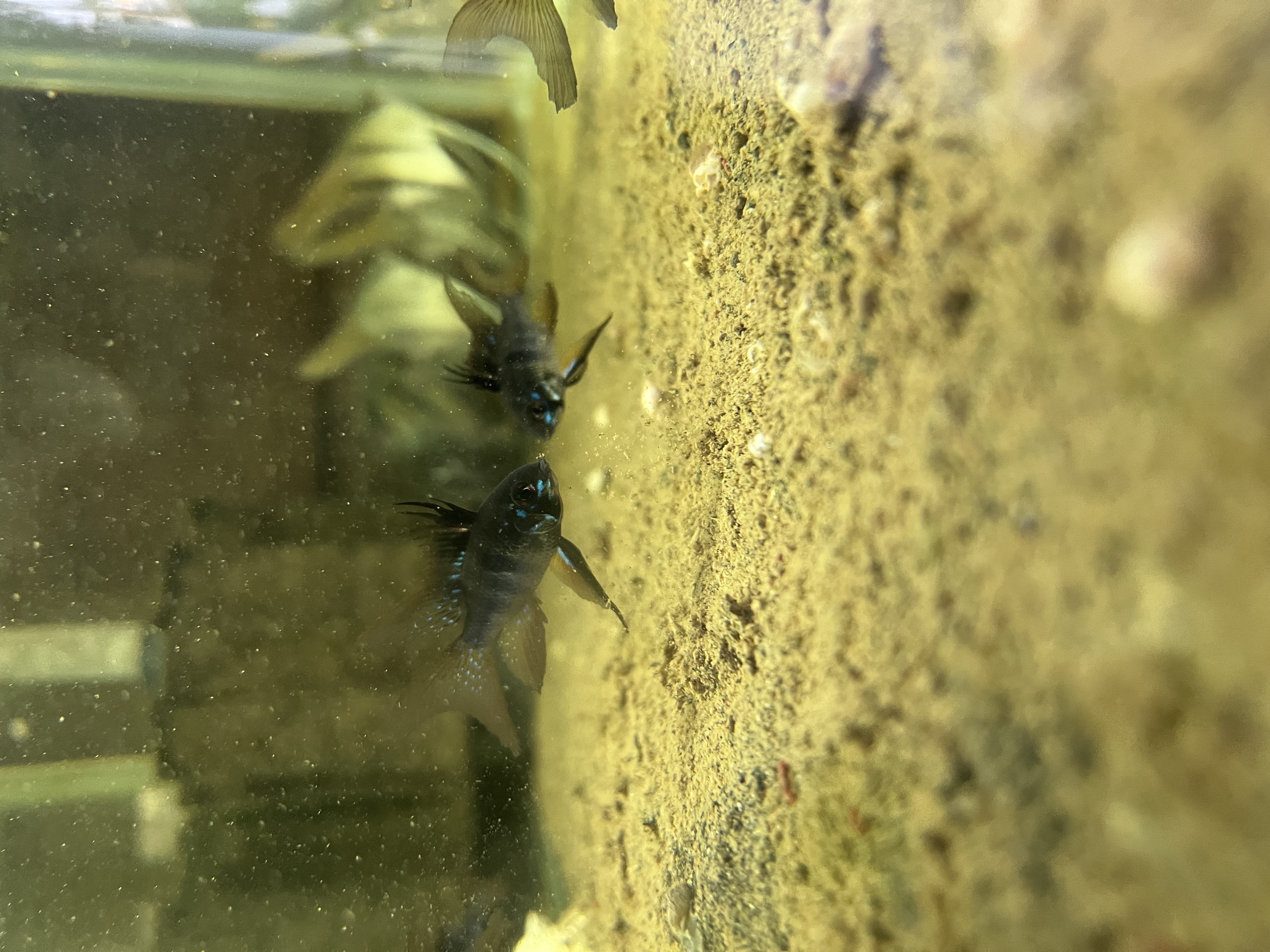 Ikan Hias Black River Tropical 091