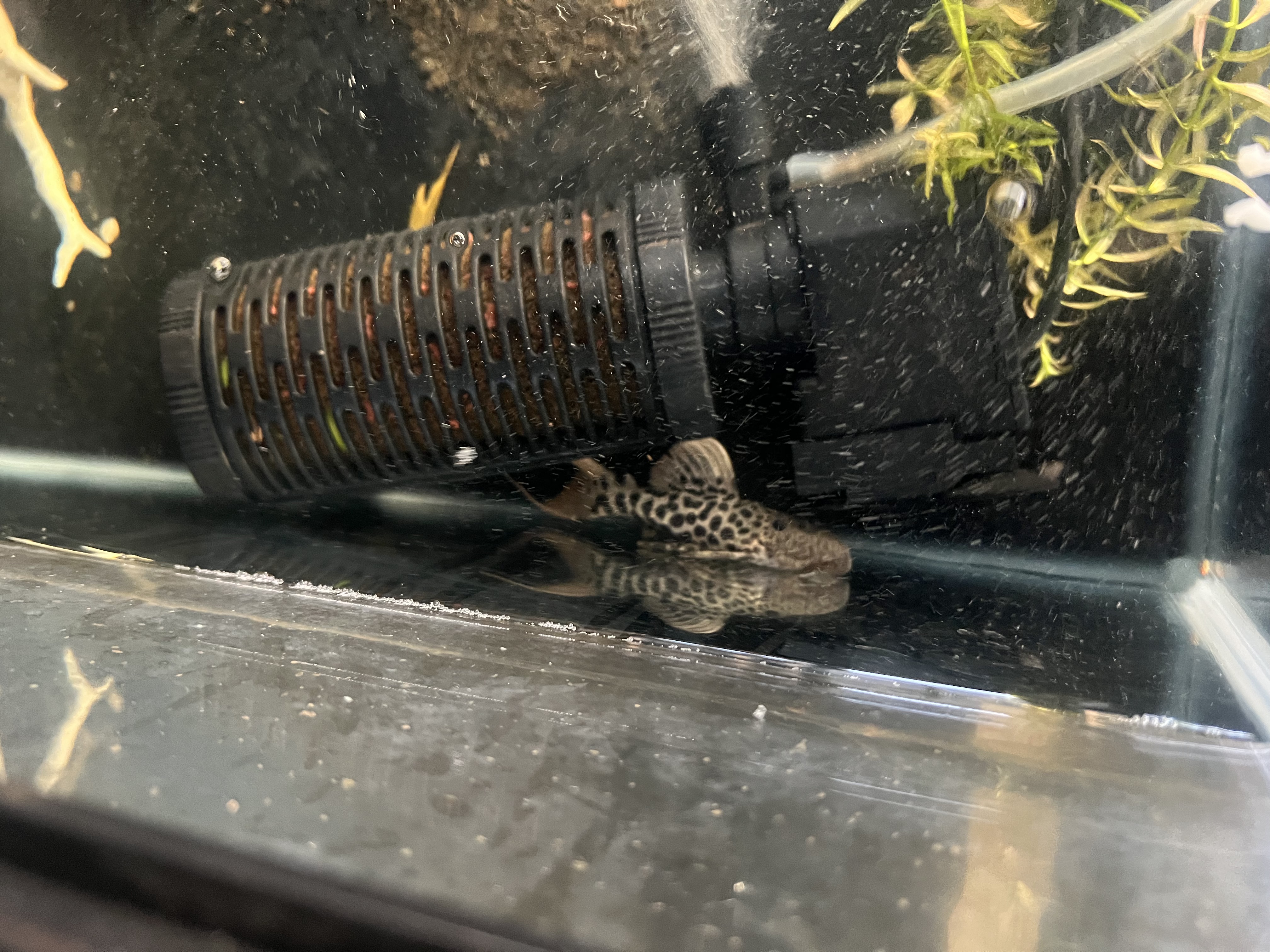 Ikan Hias Black River Tropical 093