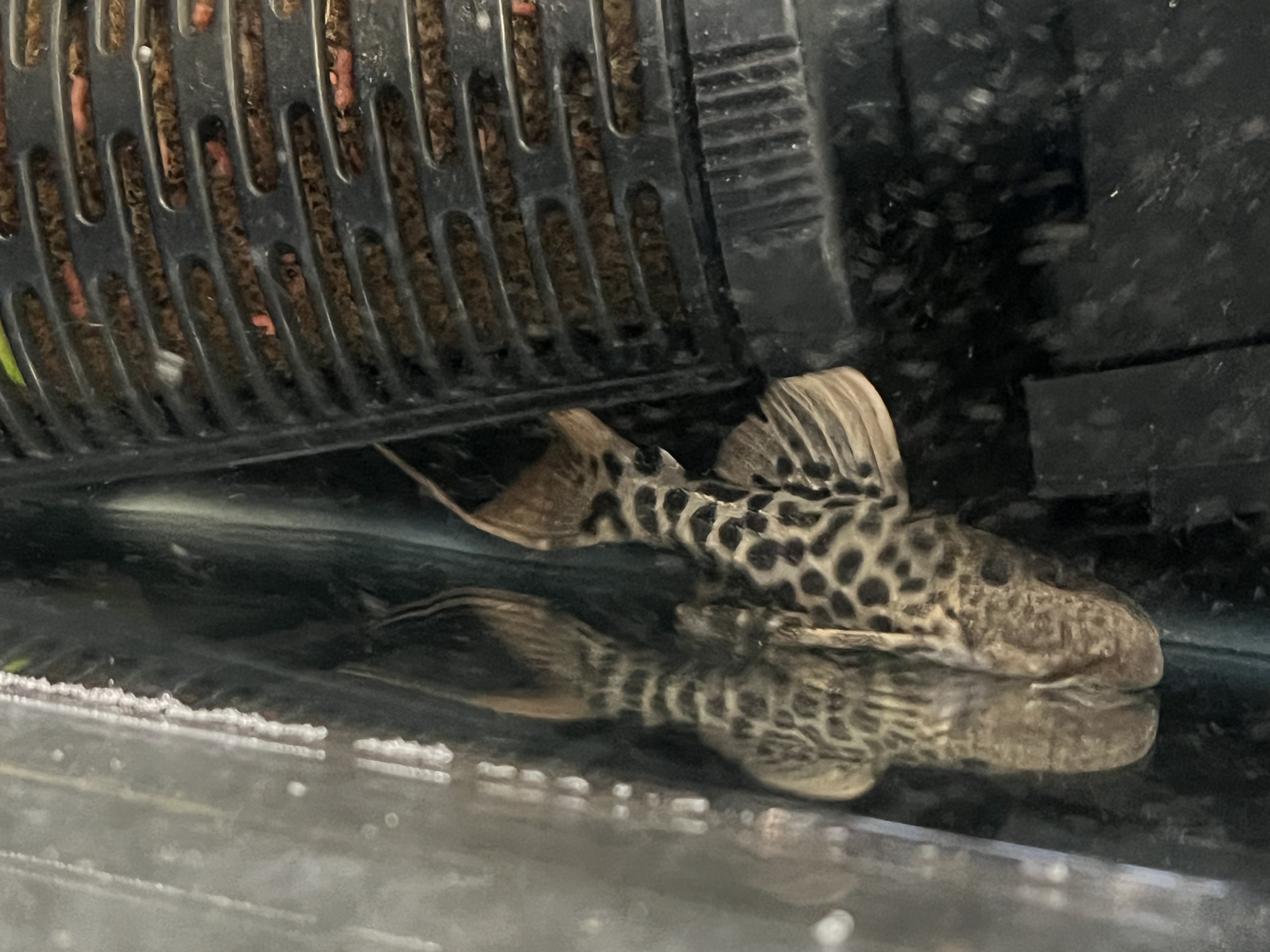 Ikan Hias Black River Tropical 094