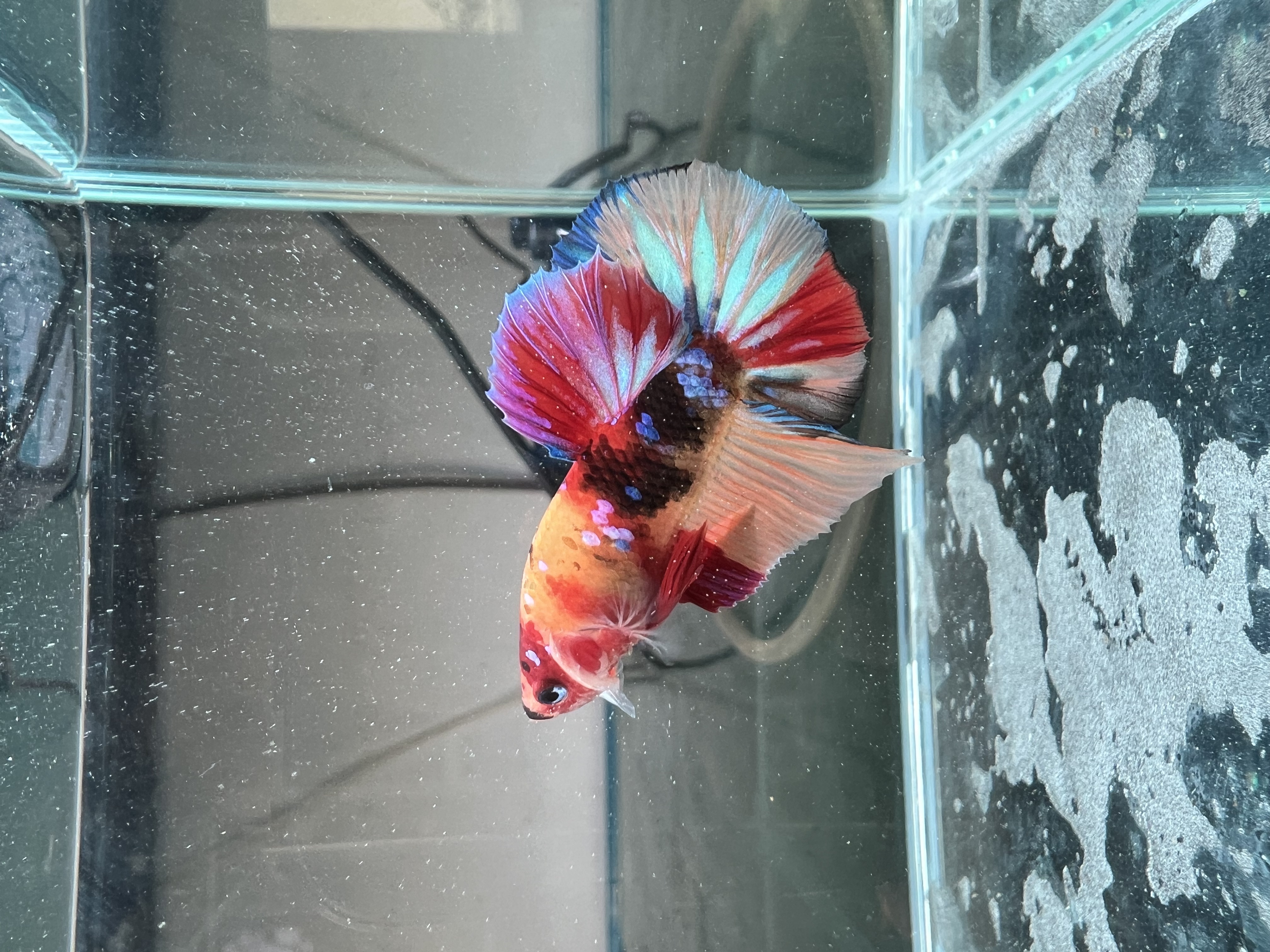 Ikan Hias Black River Tropical 095
