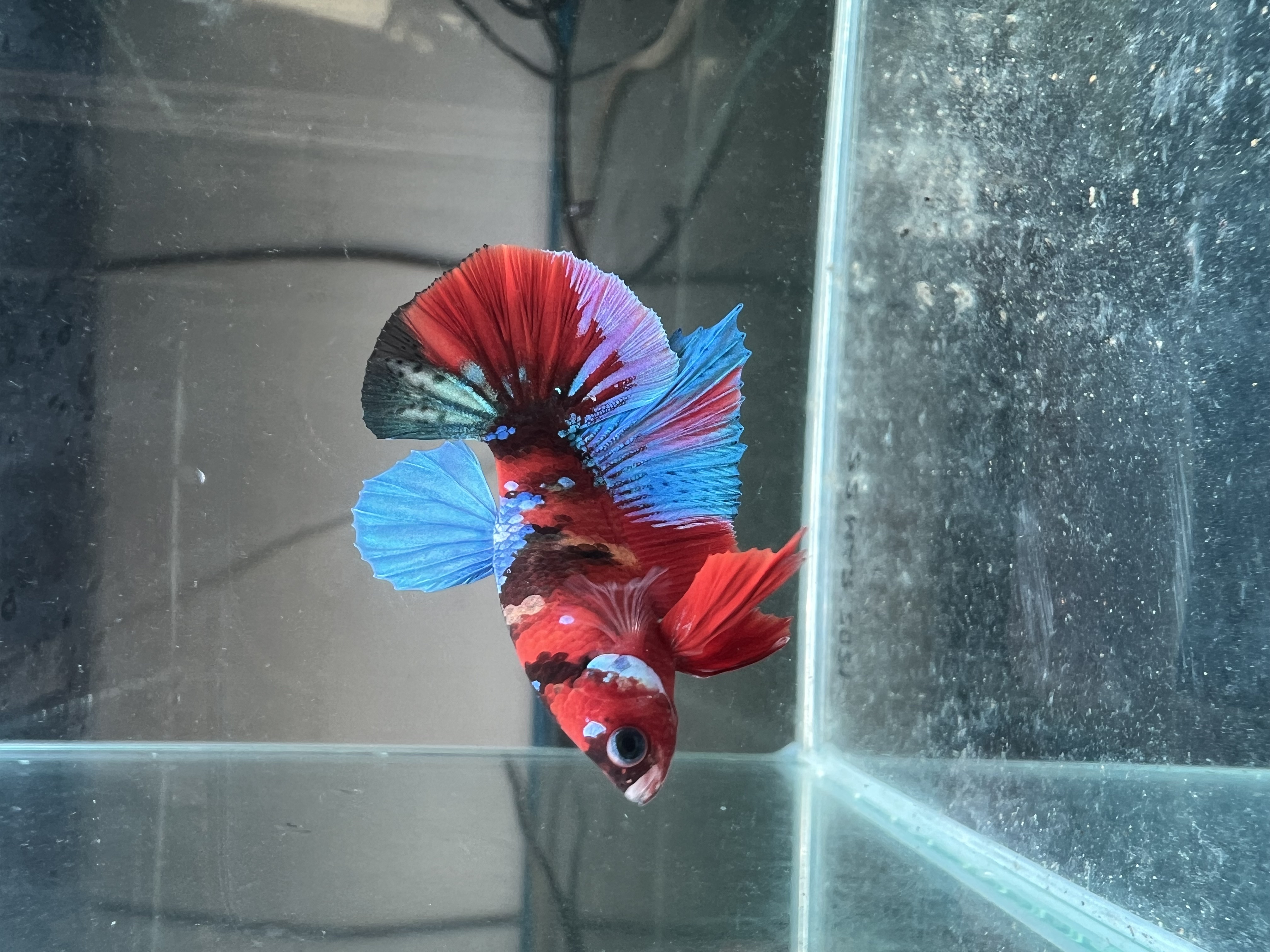 Ikan Hias Black River Tropical 096