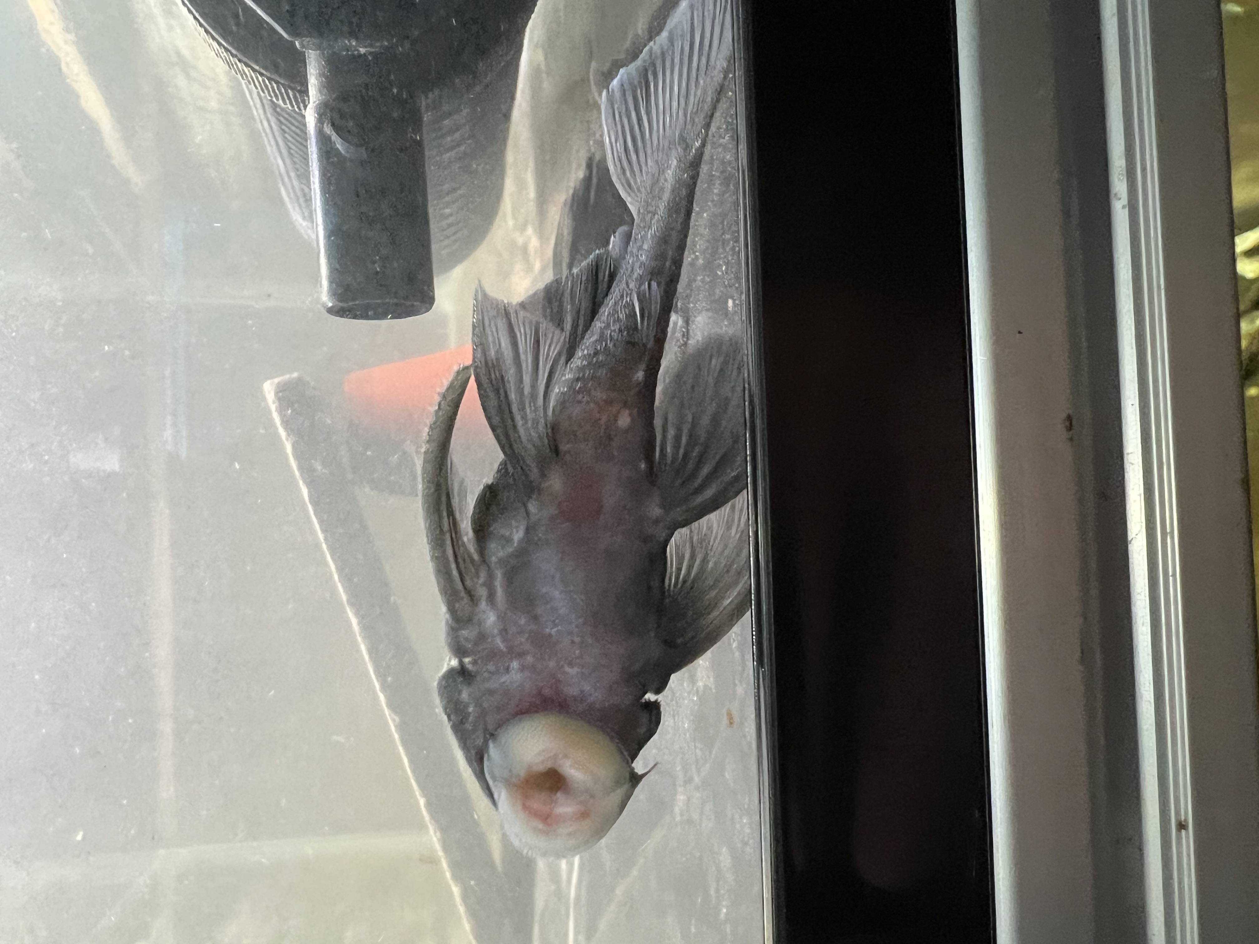 Ikan Hias Black River Tropical 097