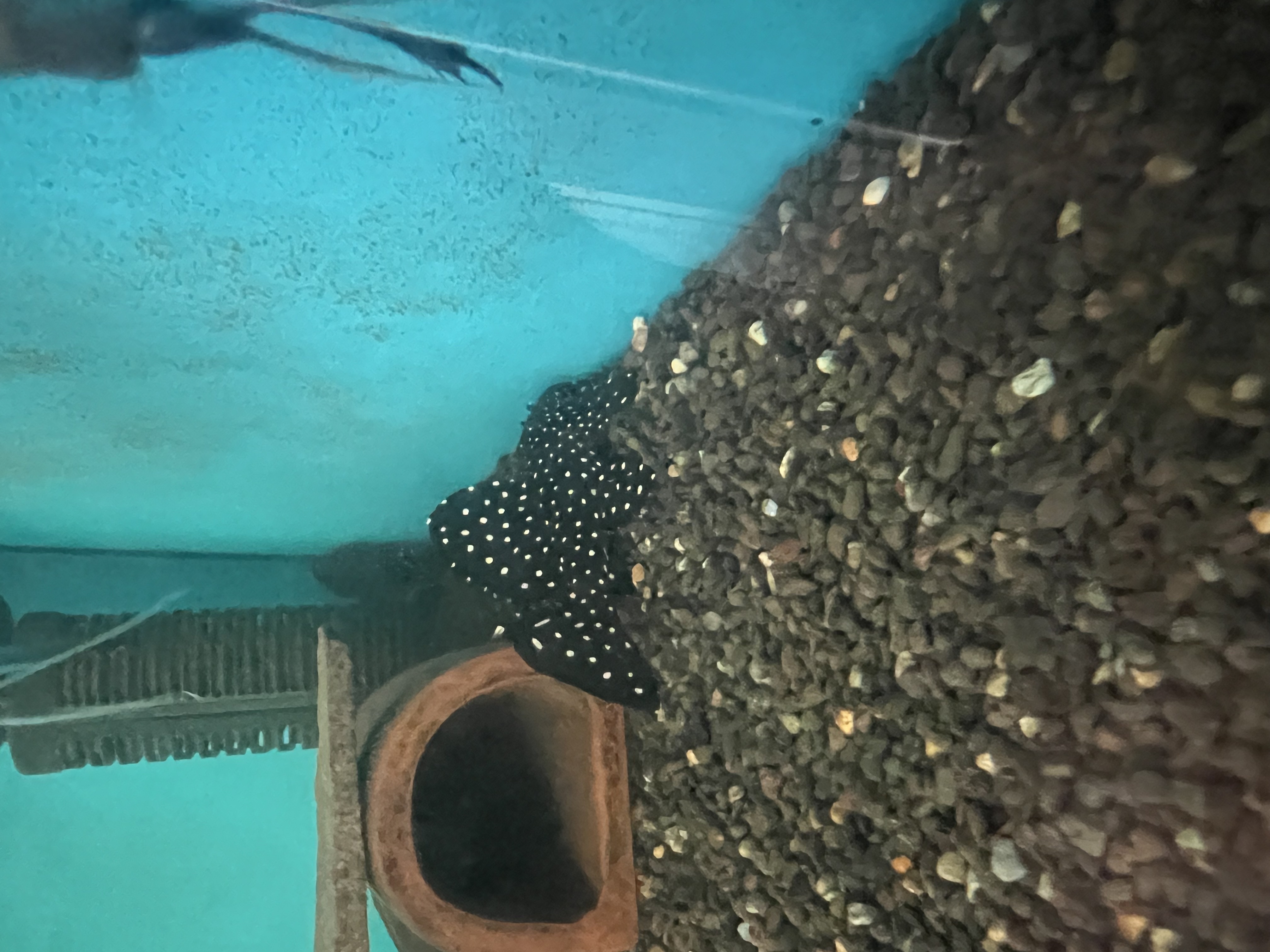Ikan Hias Black River Tropical 098