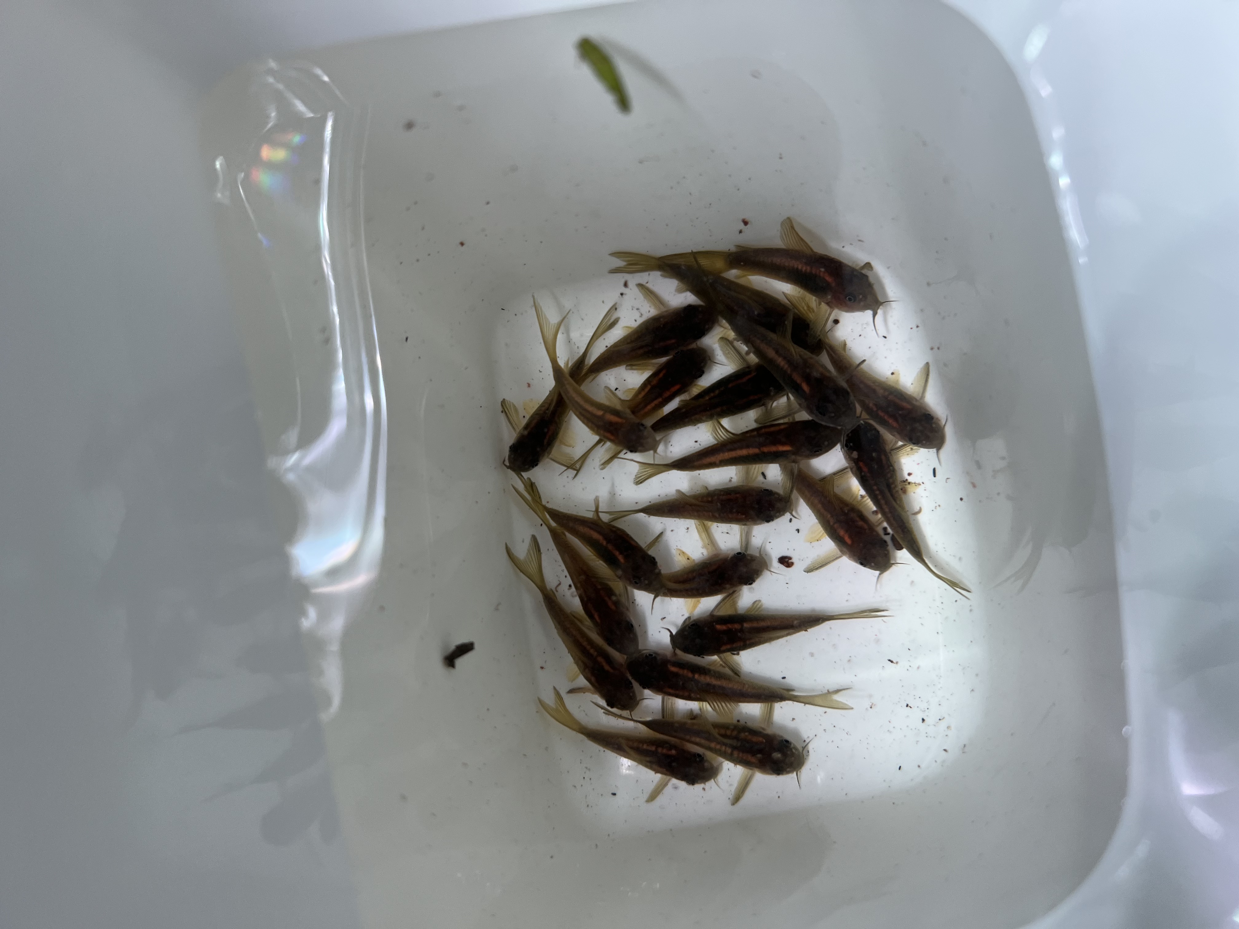 Ikan Hias Black River Tropical 099