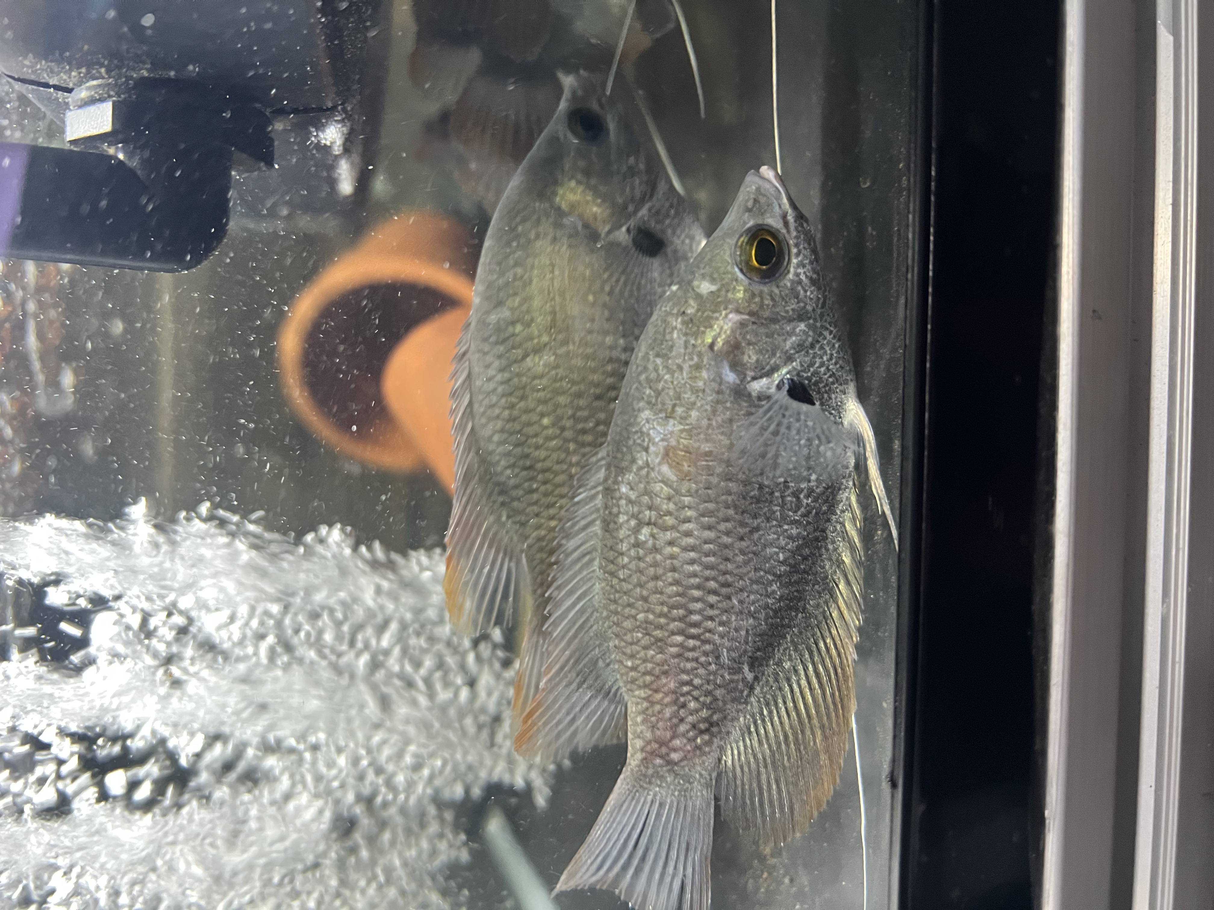 Ikan Hias Black River Tropical 103