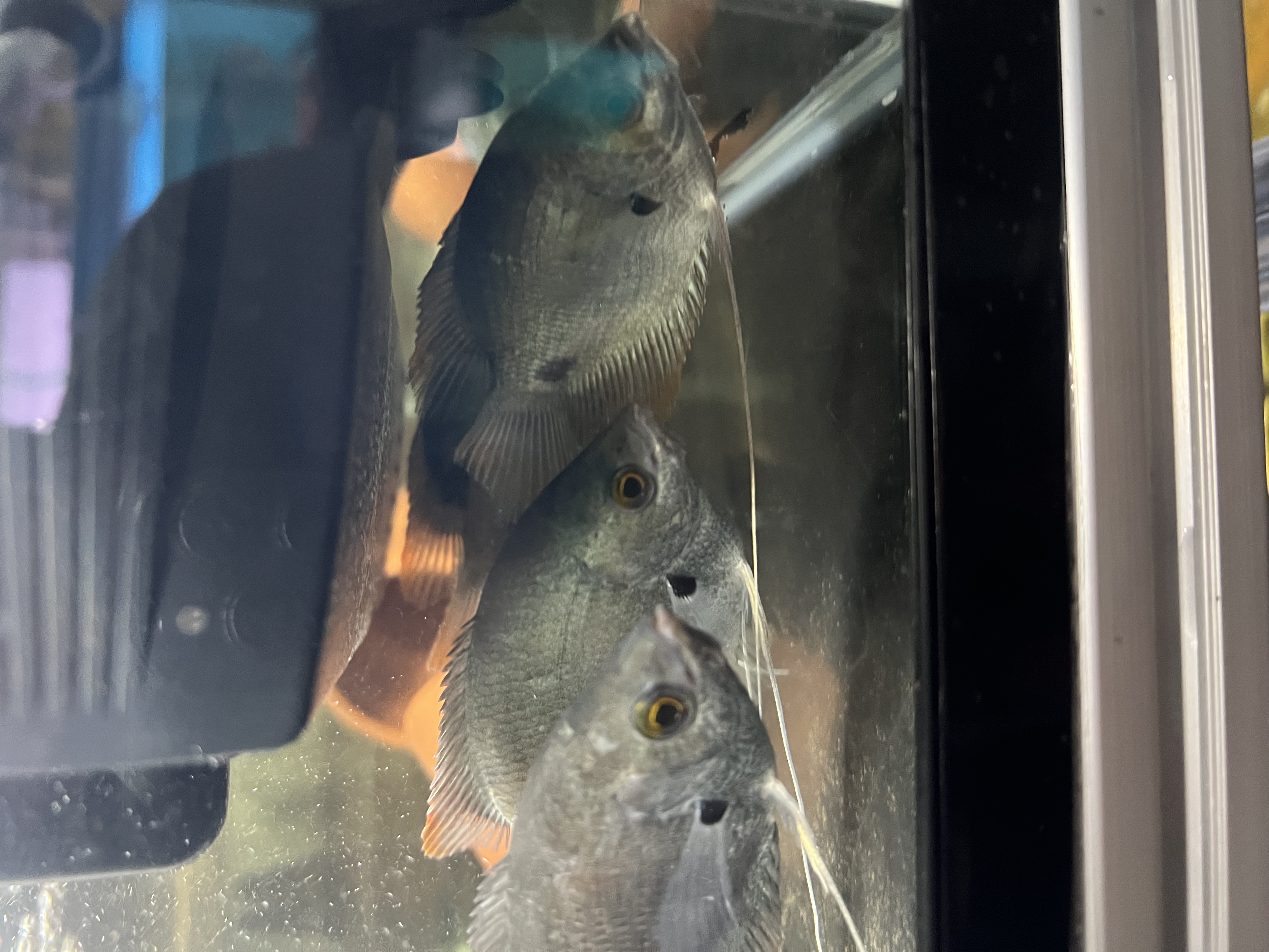 Ikan Hias Black River Tropical 104