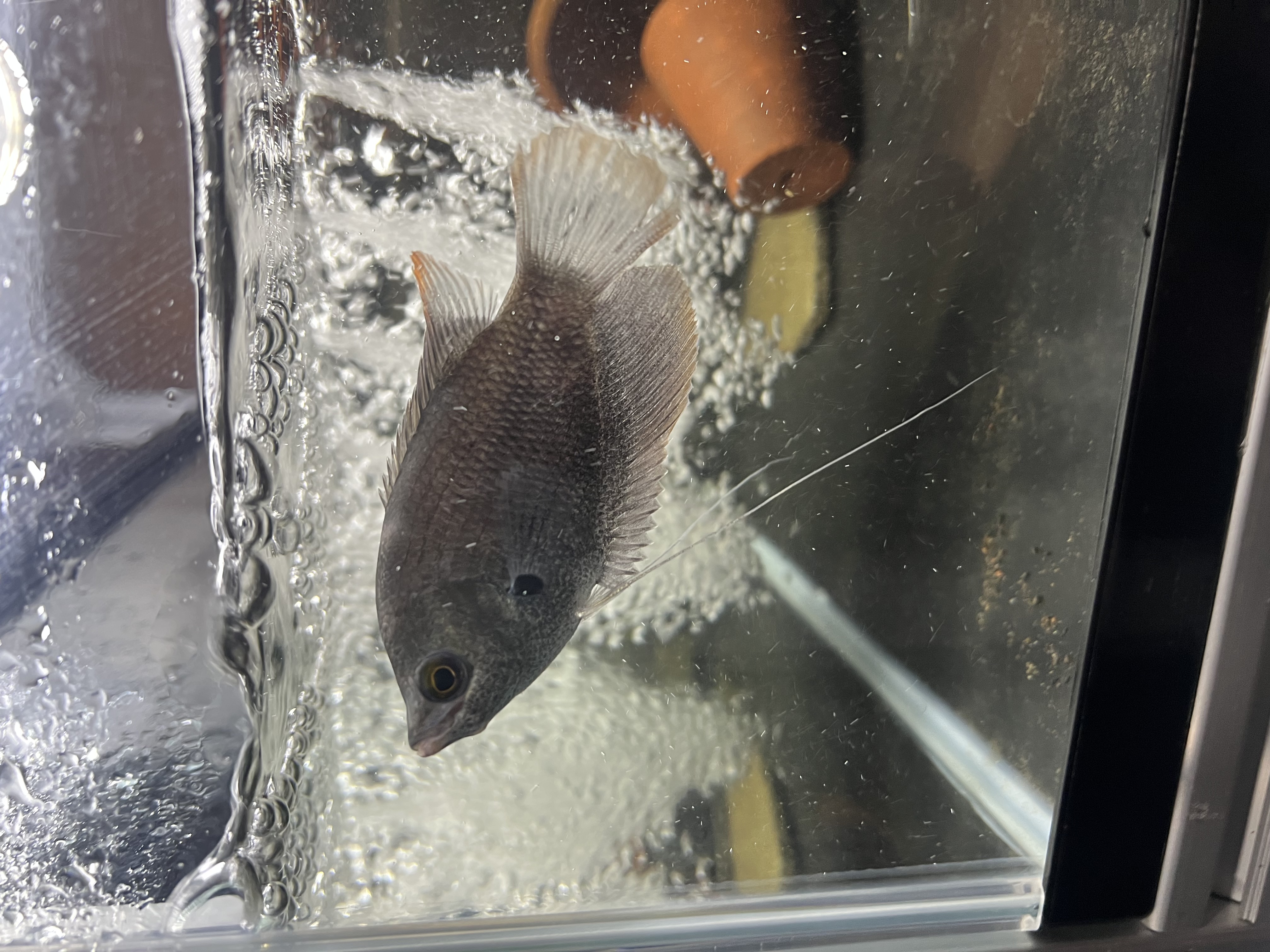 Ikan Hias Black River Tropical 105