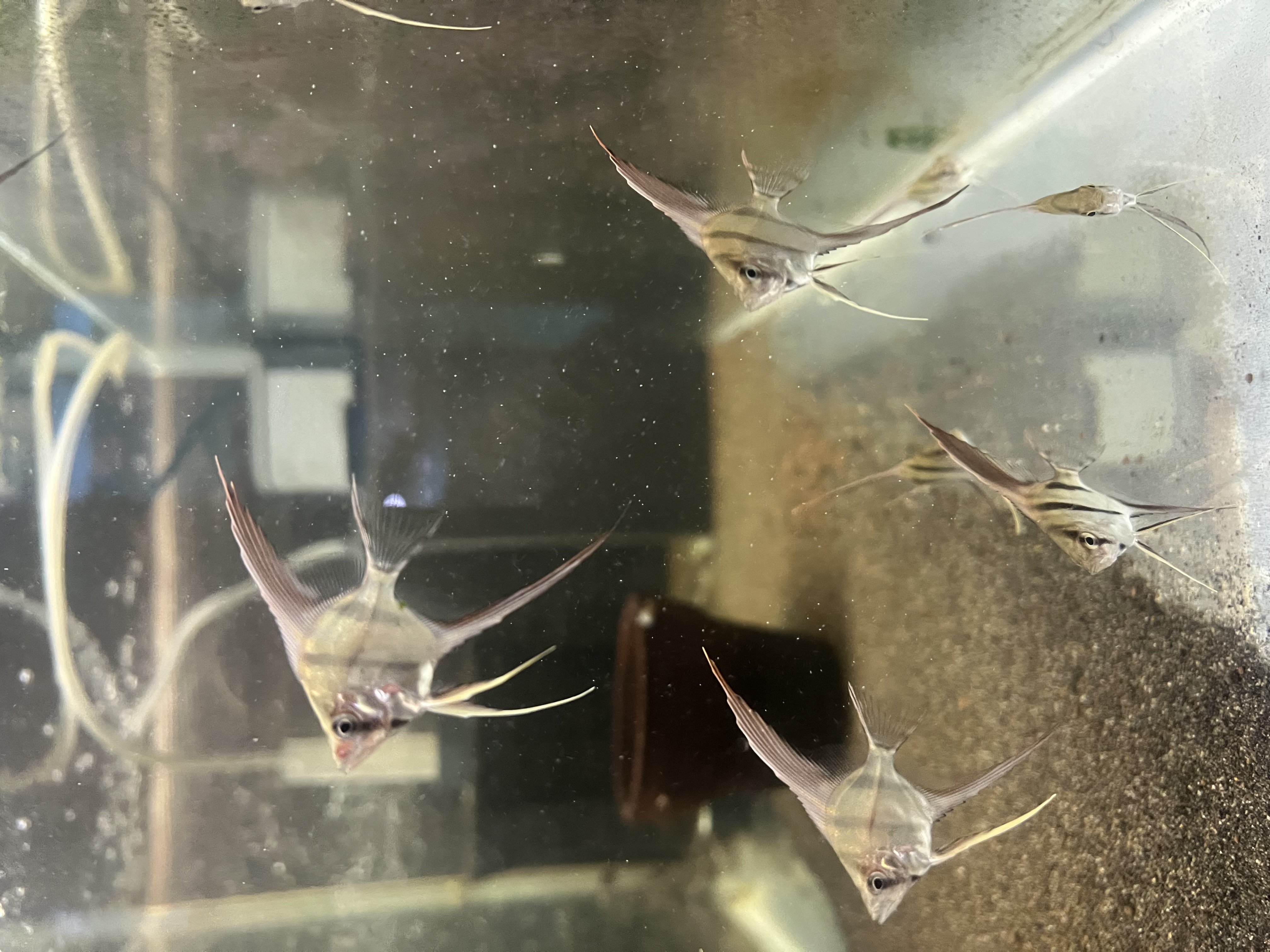 Ikan Hias Black River Tropical 108