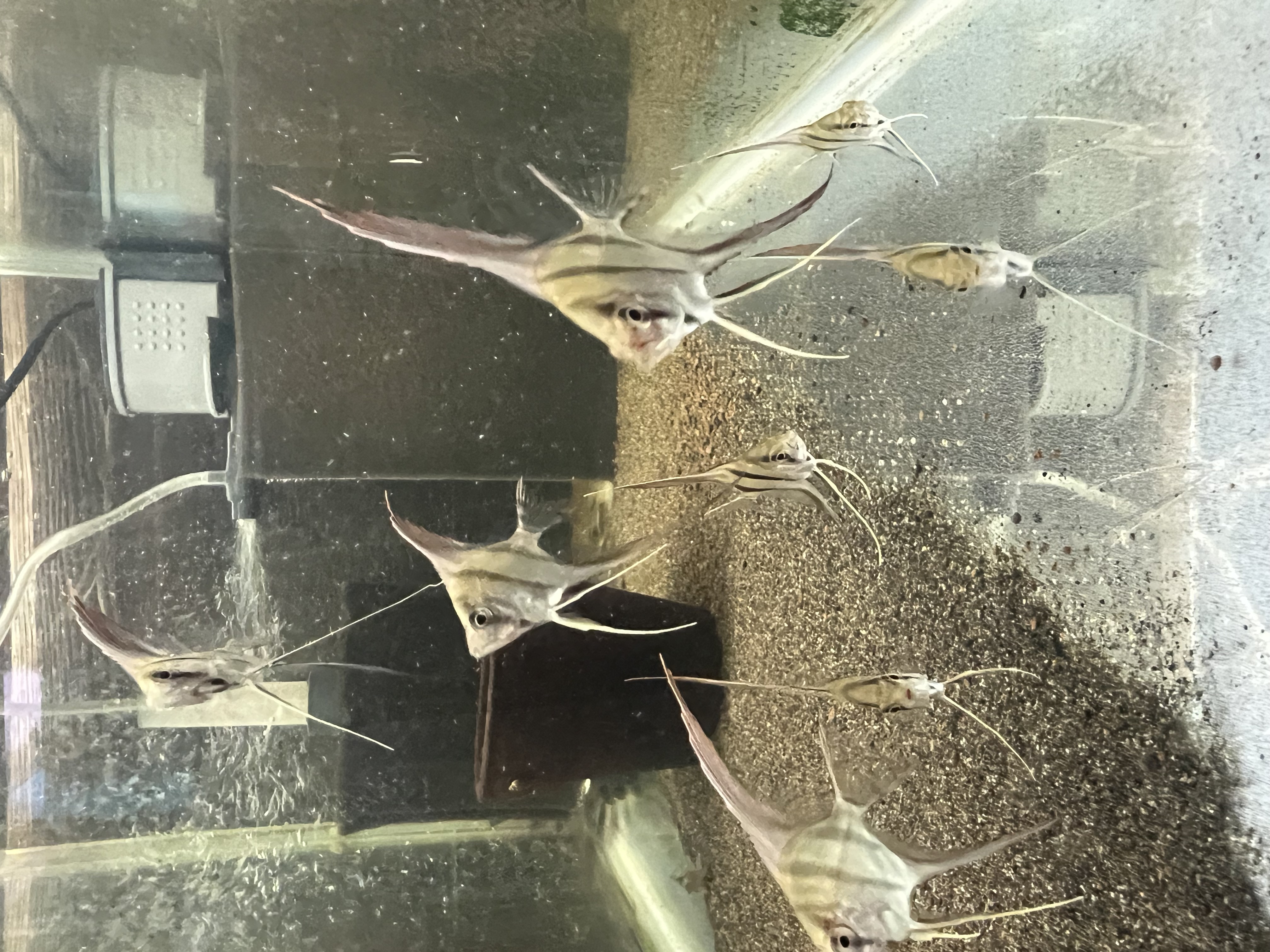 Ikan Hias Black River Tropical 110