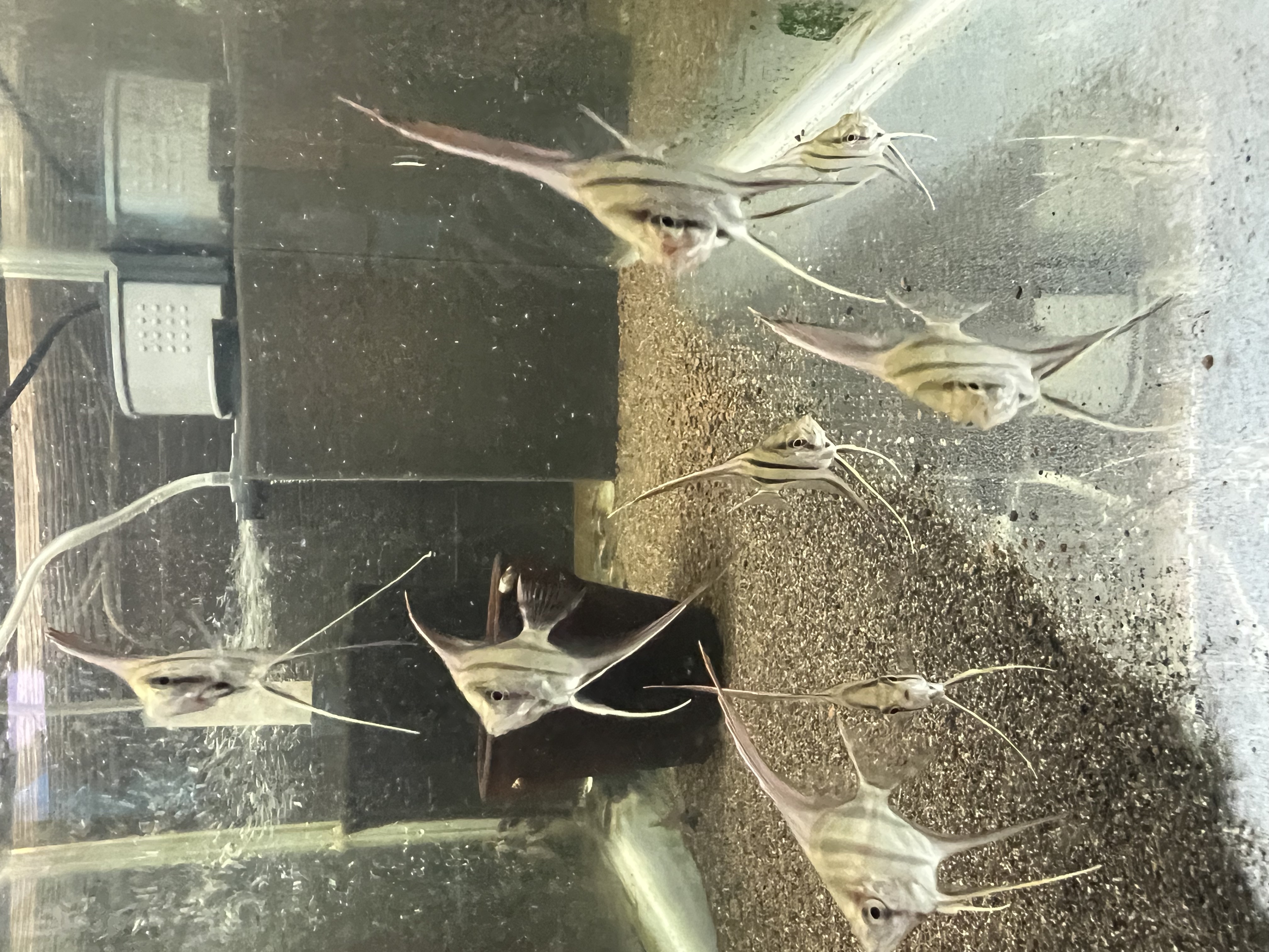 Ikan Hias Black River Tropical 111