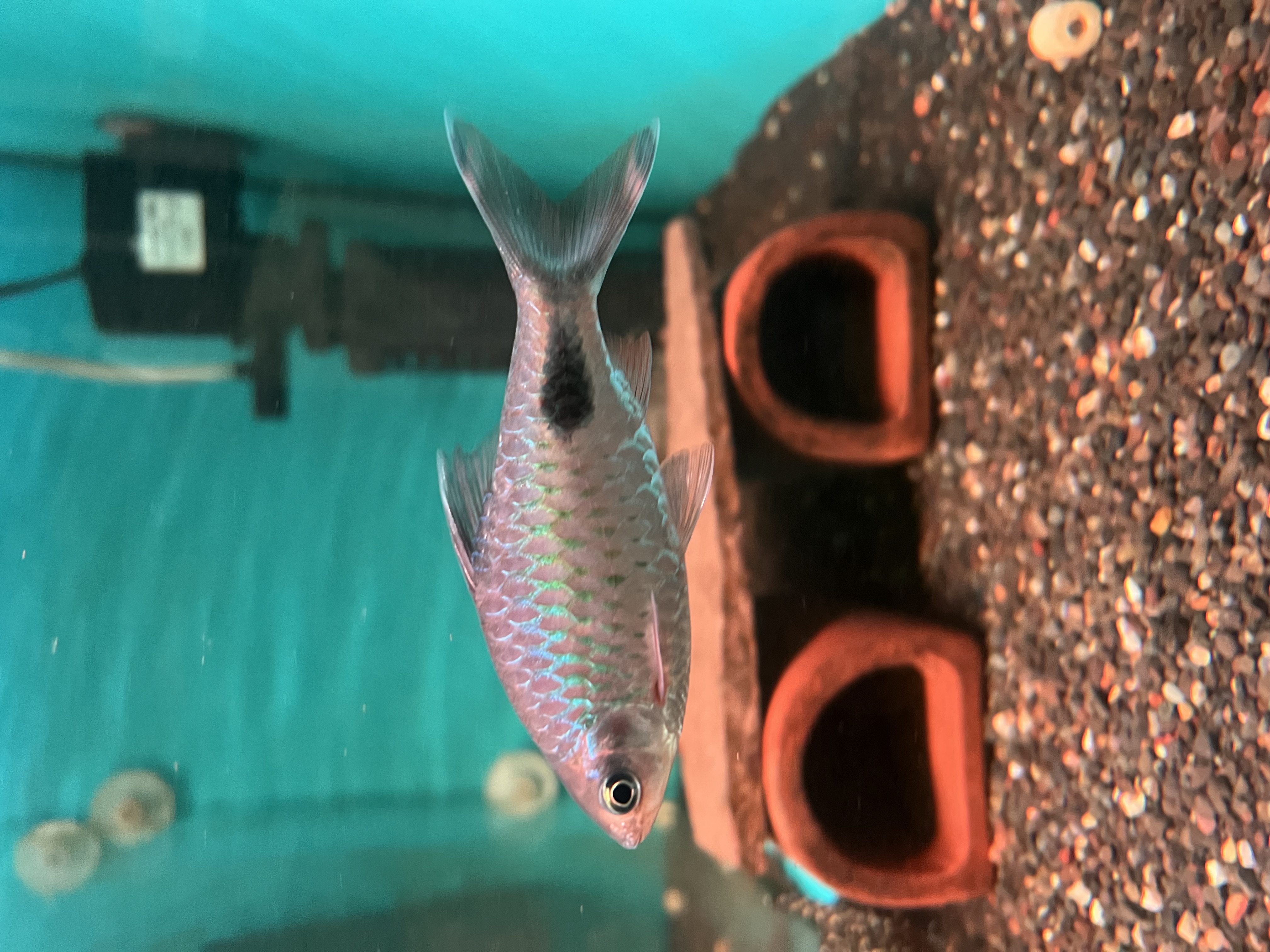Ikan Hias Black River Tropical 112