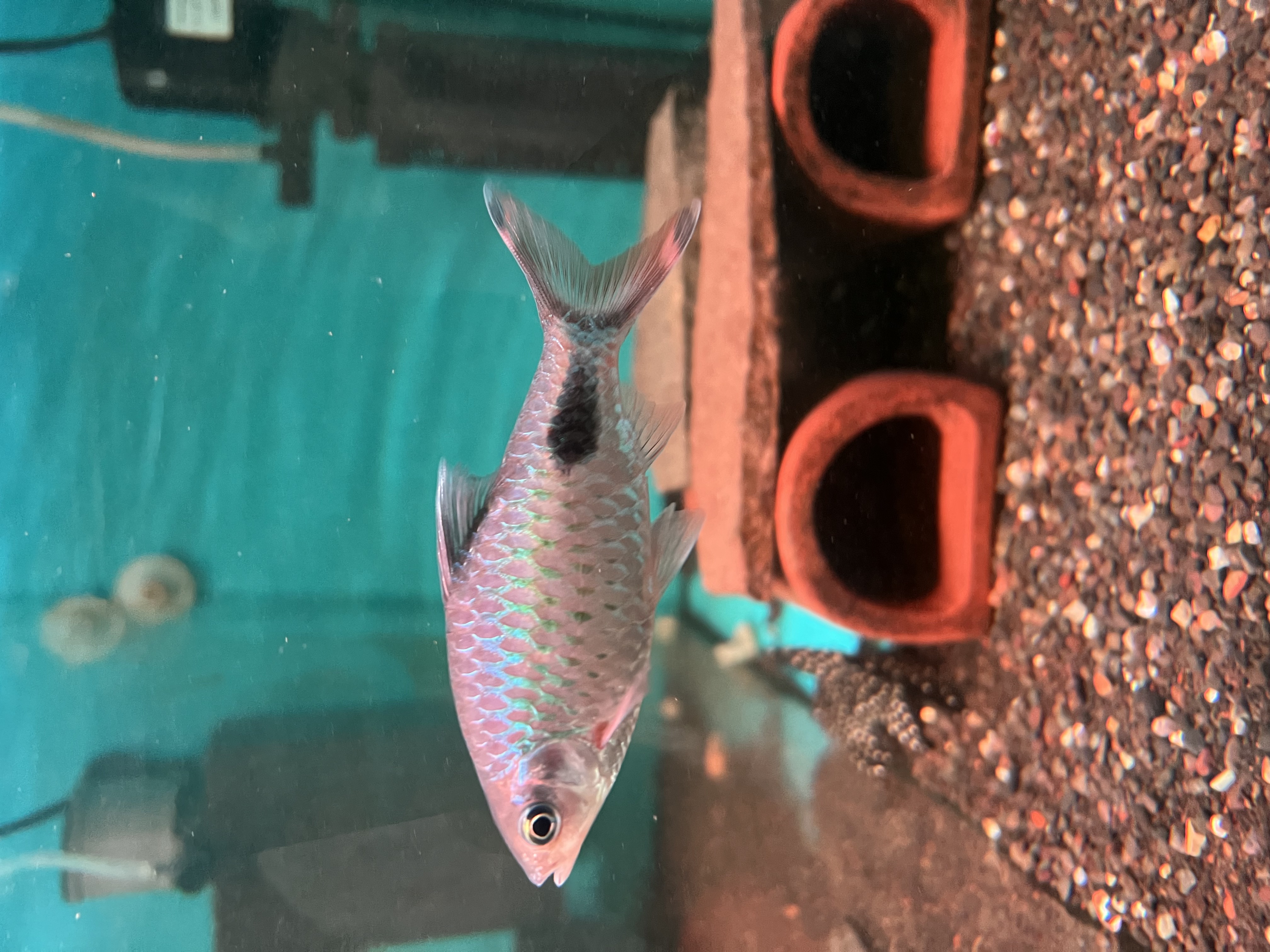 Ikan Hias Black River Tropical 113