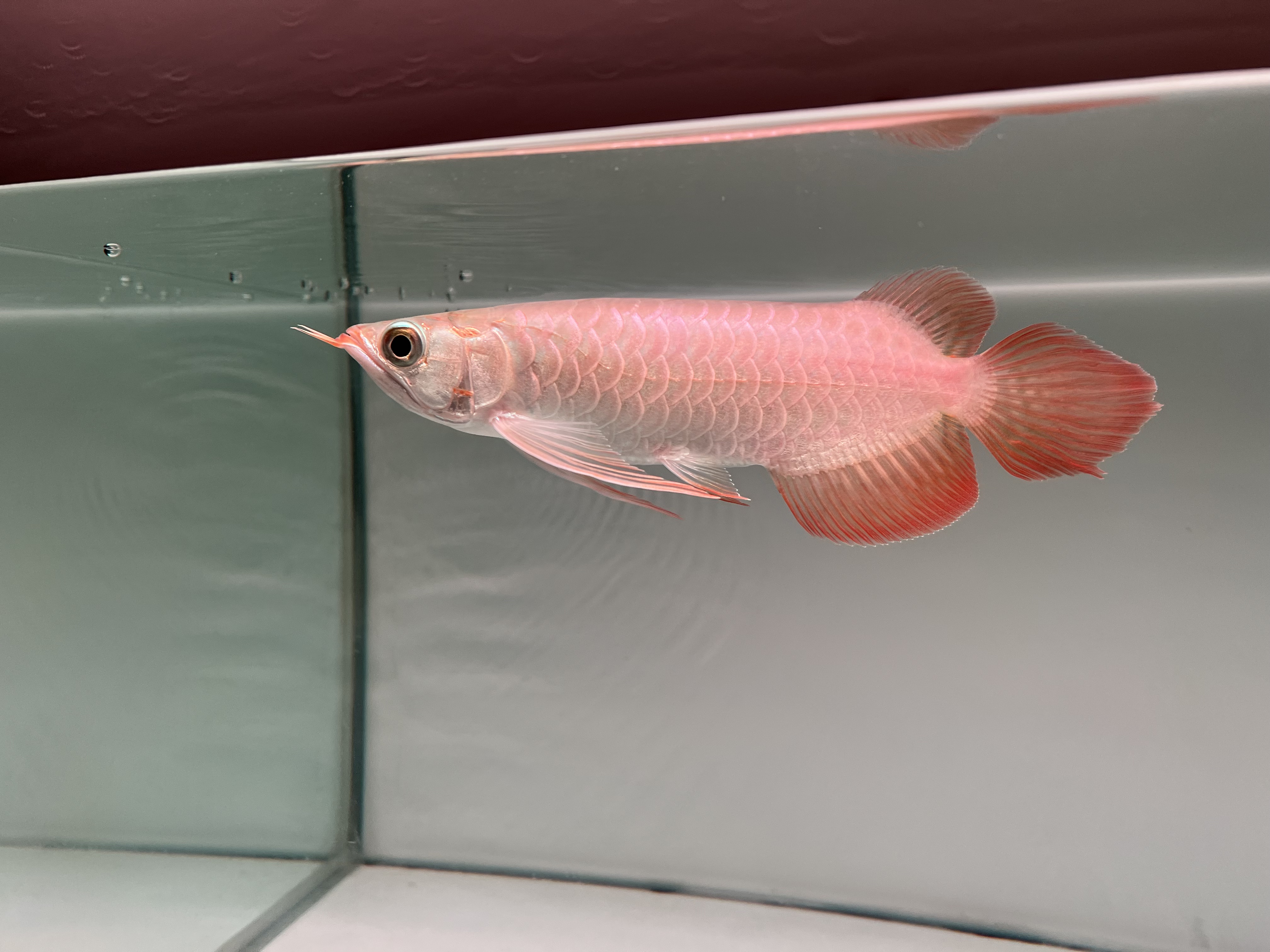 Ikan Hias Black River Tropical 114
