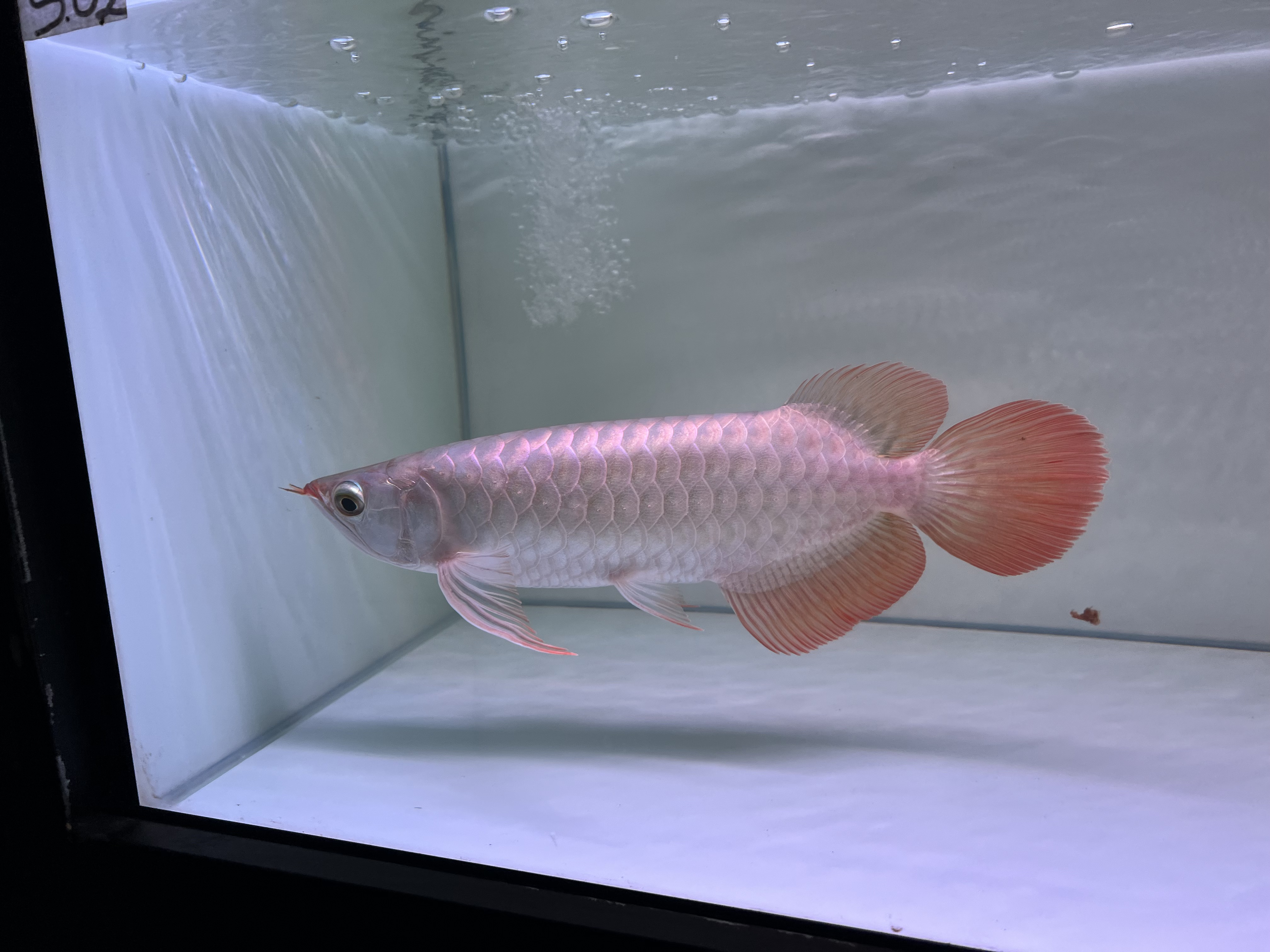 Ikan Hias Black River Tropical 115