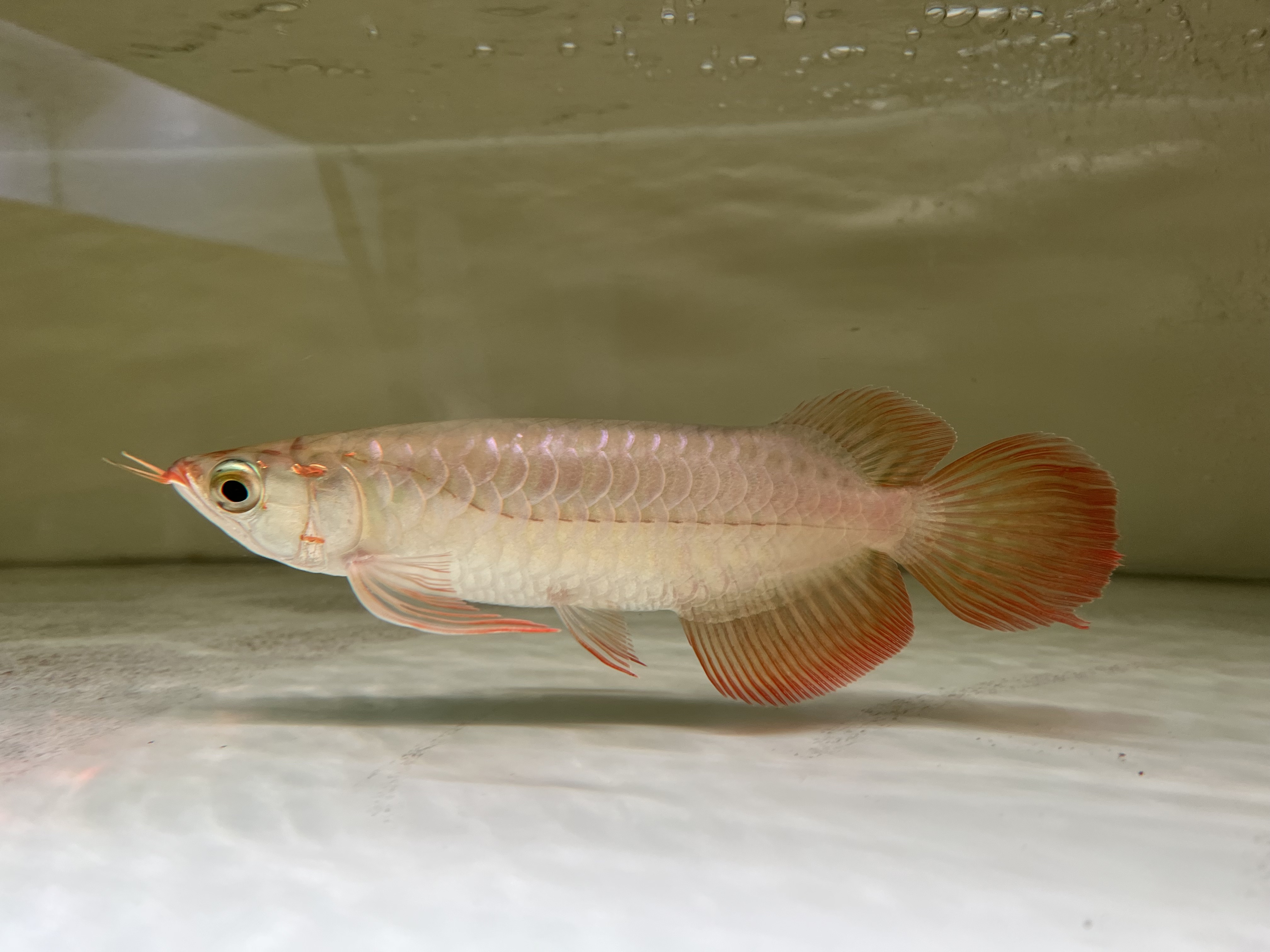 Ikan Hias Black River Tropical 116