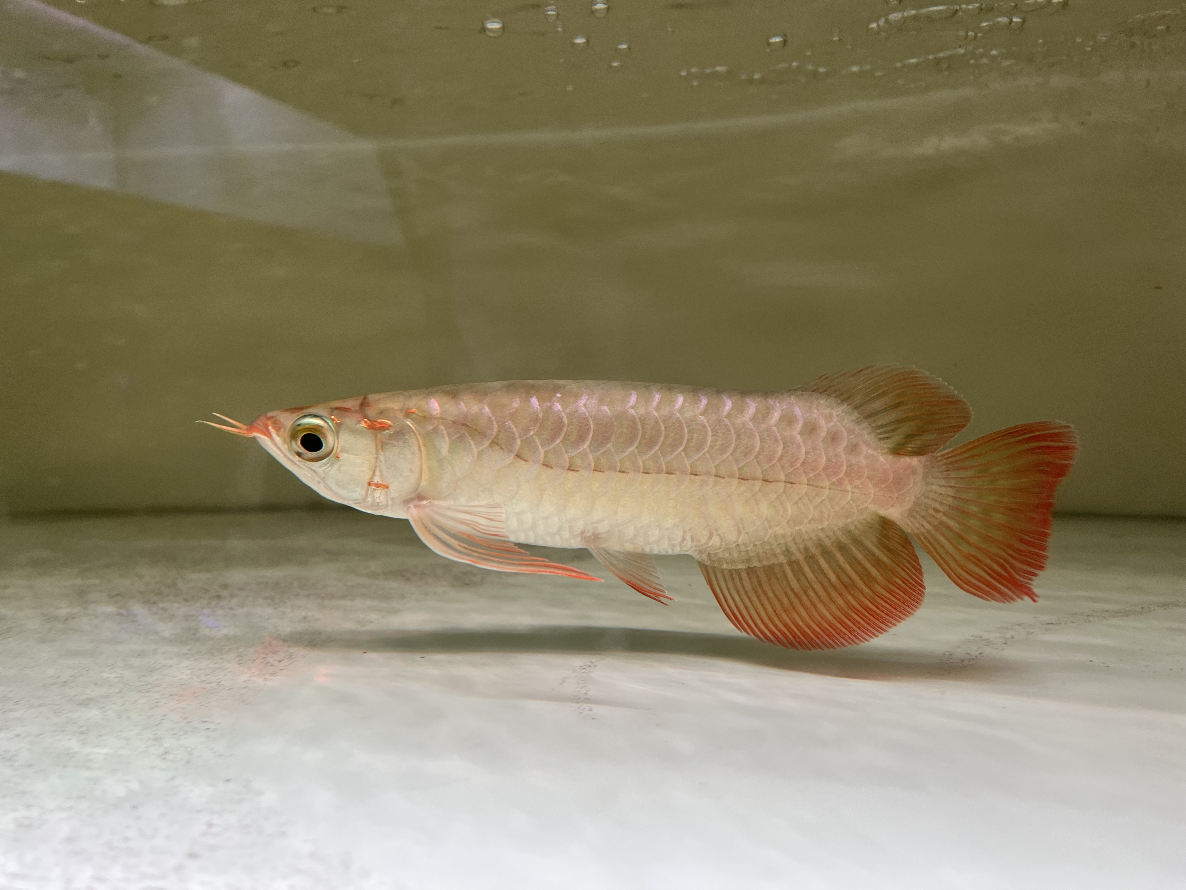 Ikan Hias Black River Tropical 117