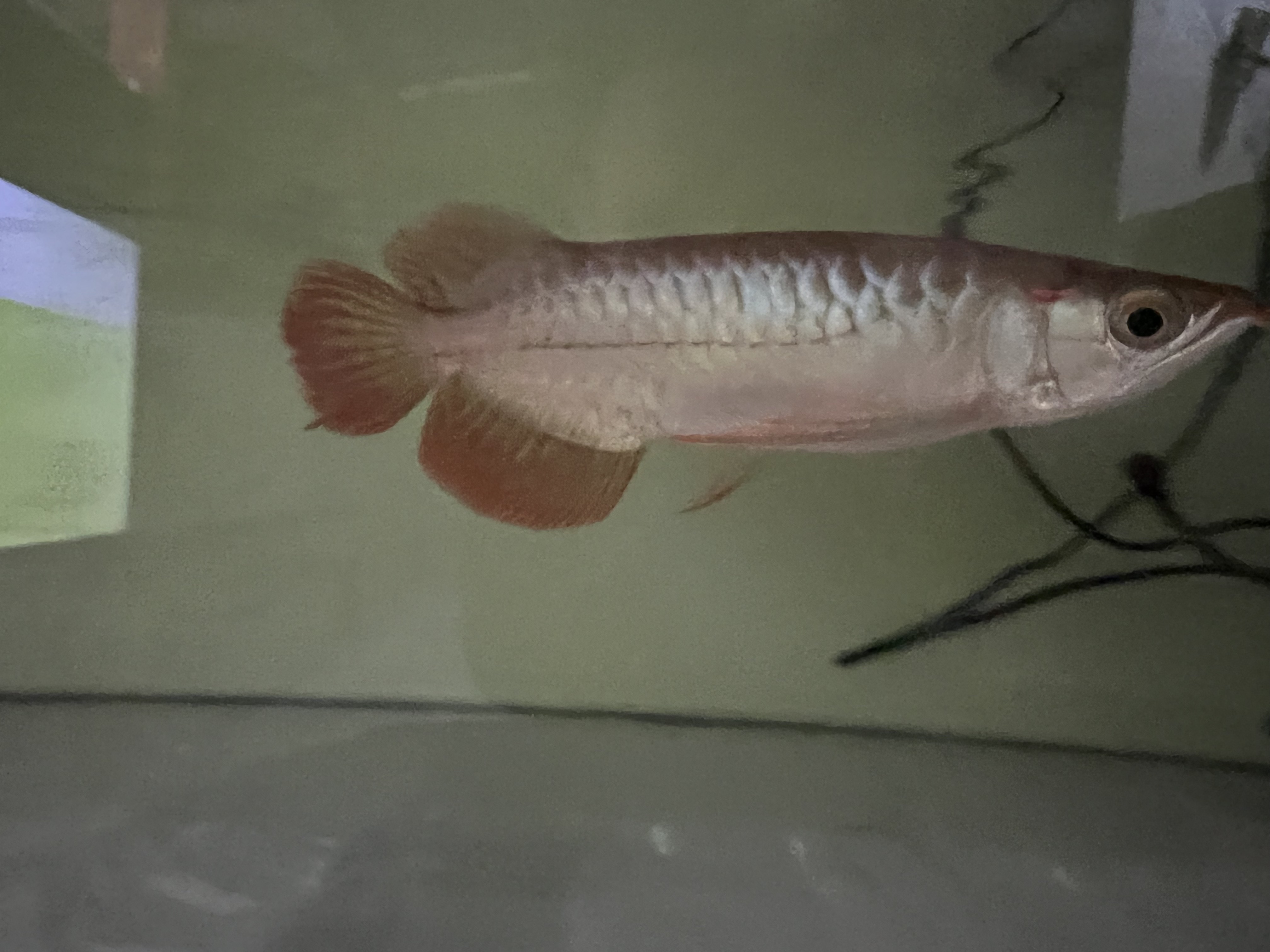 Ikan Hias Black River Tropical 118