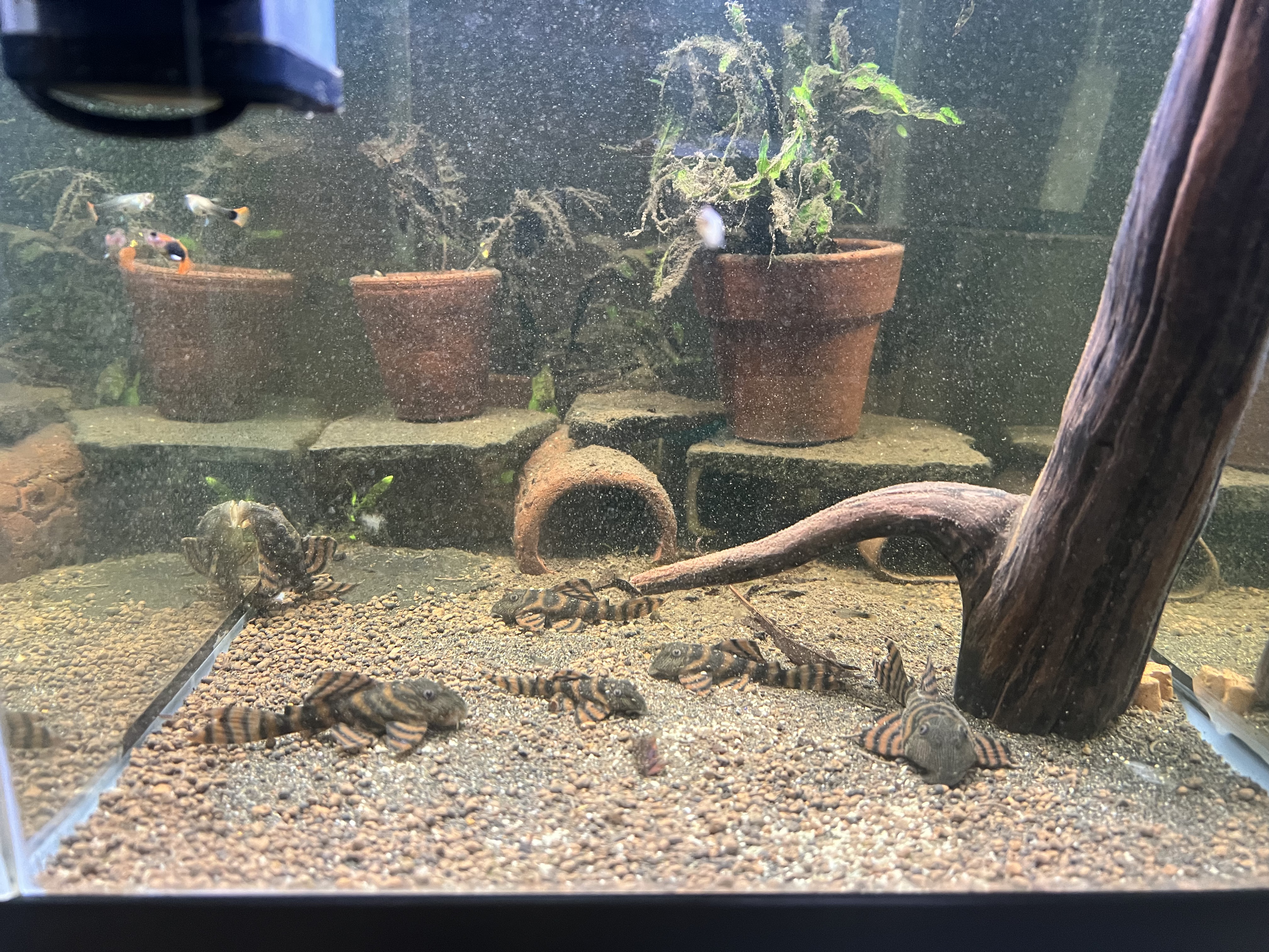 Ikan Hias Black River Tropical 120