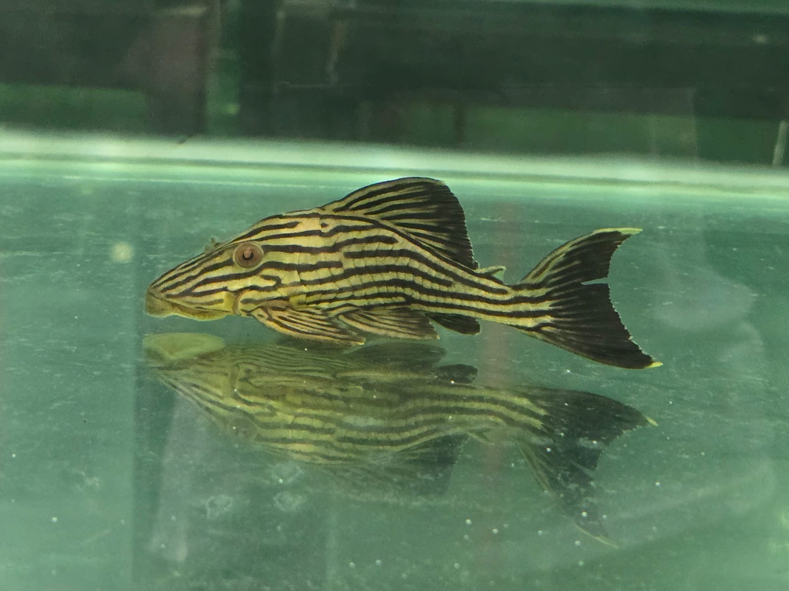 Ikan Hias Black River Tropical 121