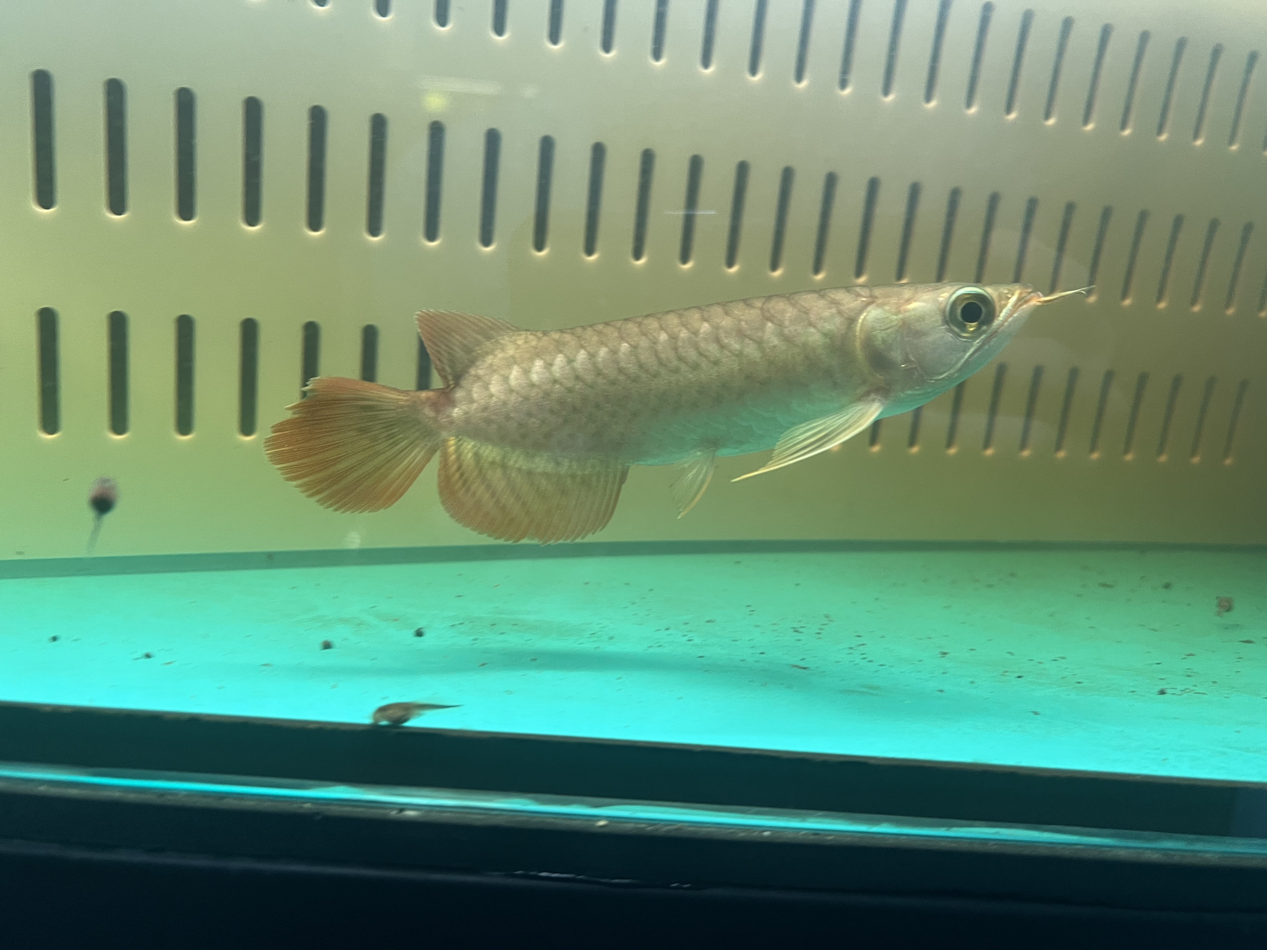 Ikan Hias Black River Tropical 122