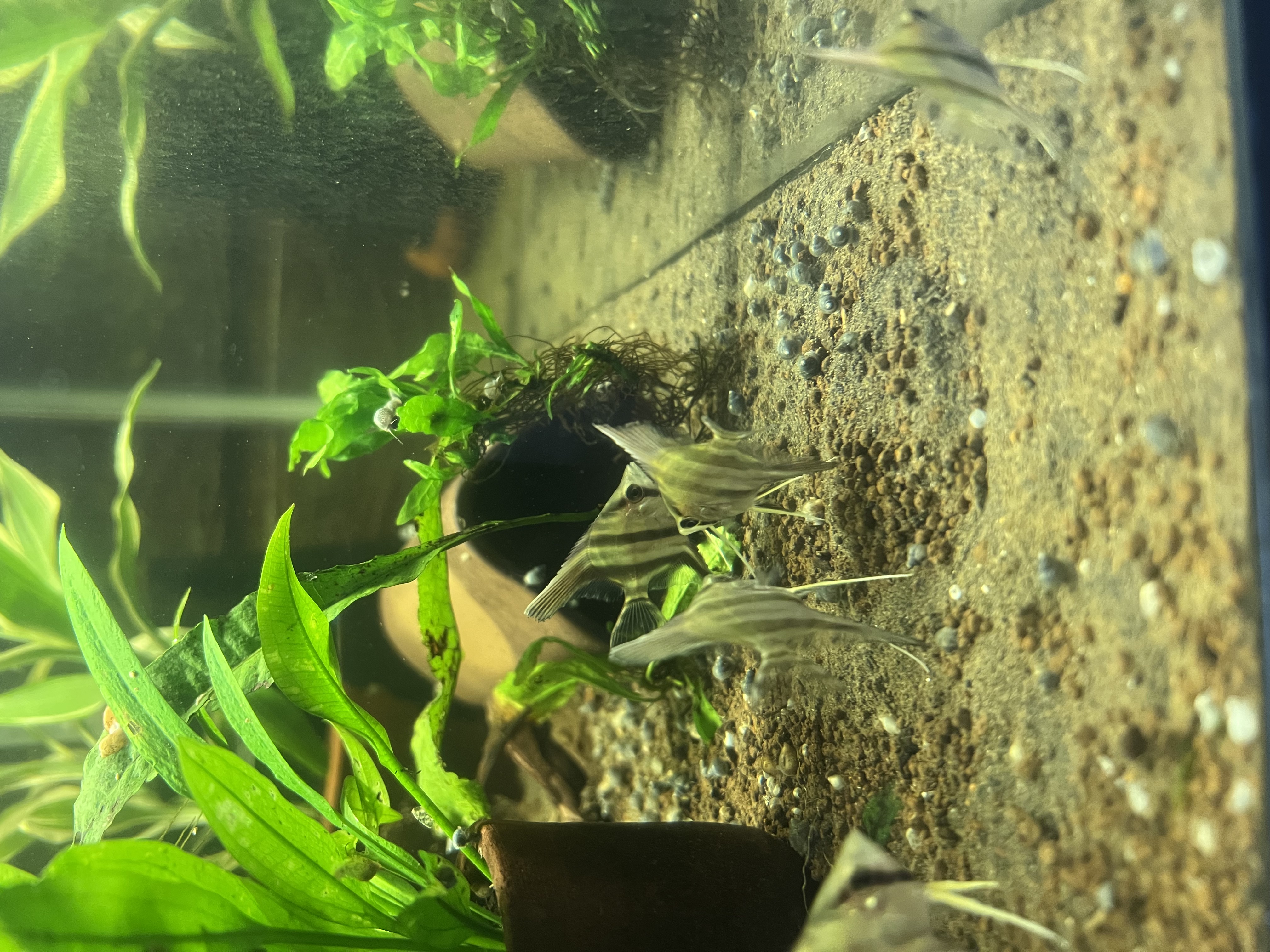Ikan Hias Black River Tropical 123