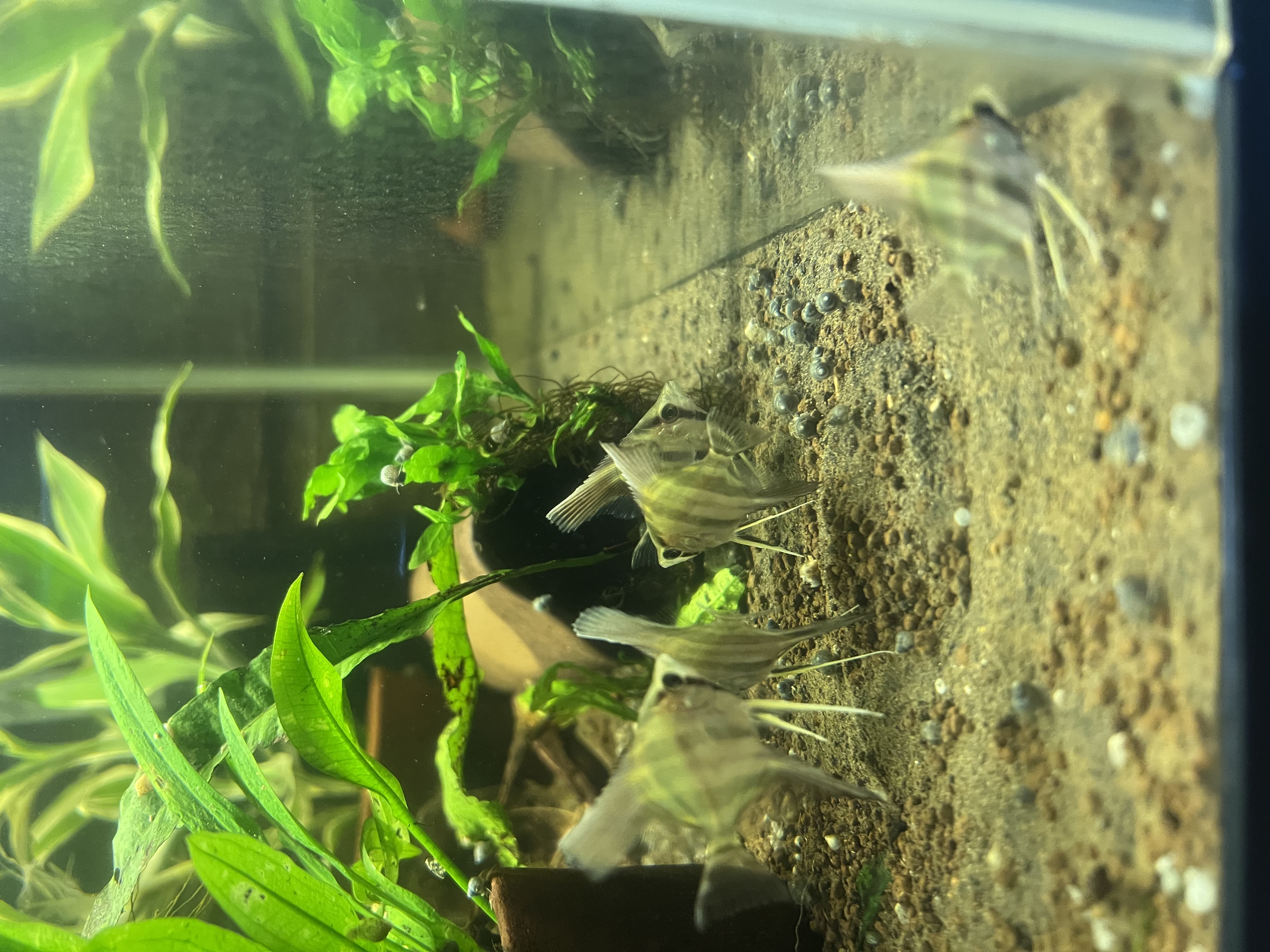 Ikan Hias Black River Tropical 124