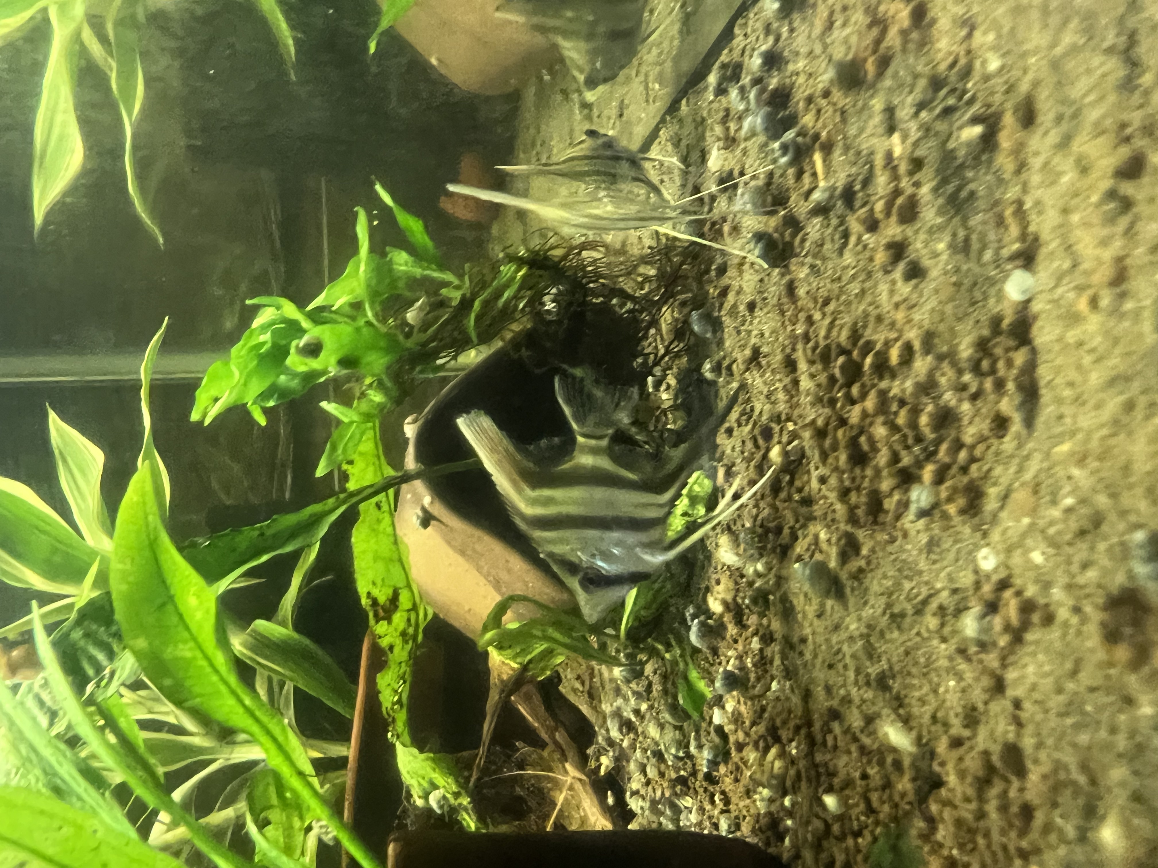 Ikan Hias Black River Tropical 125