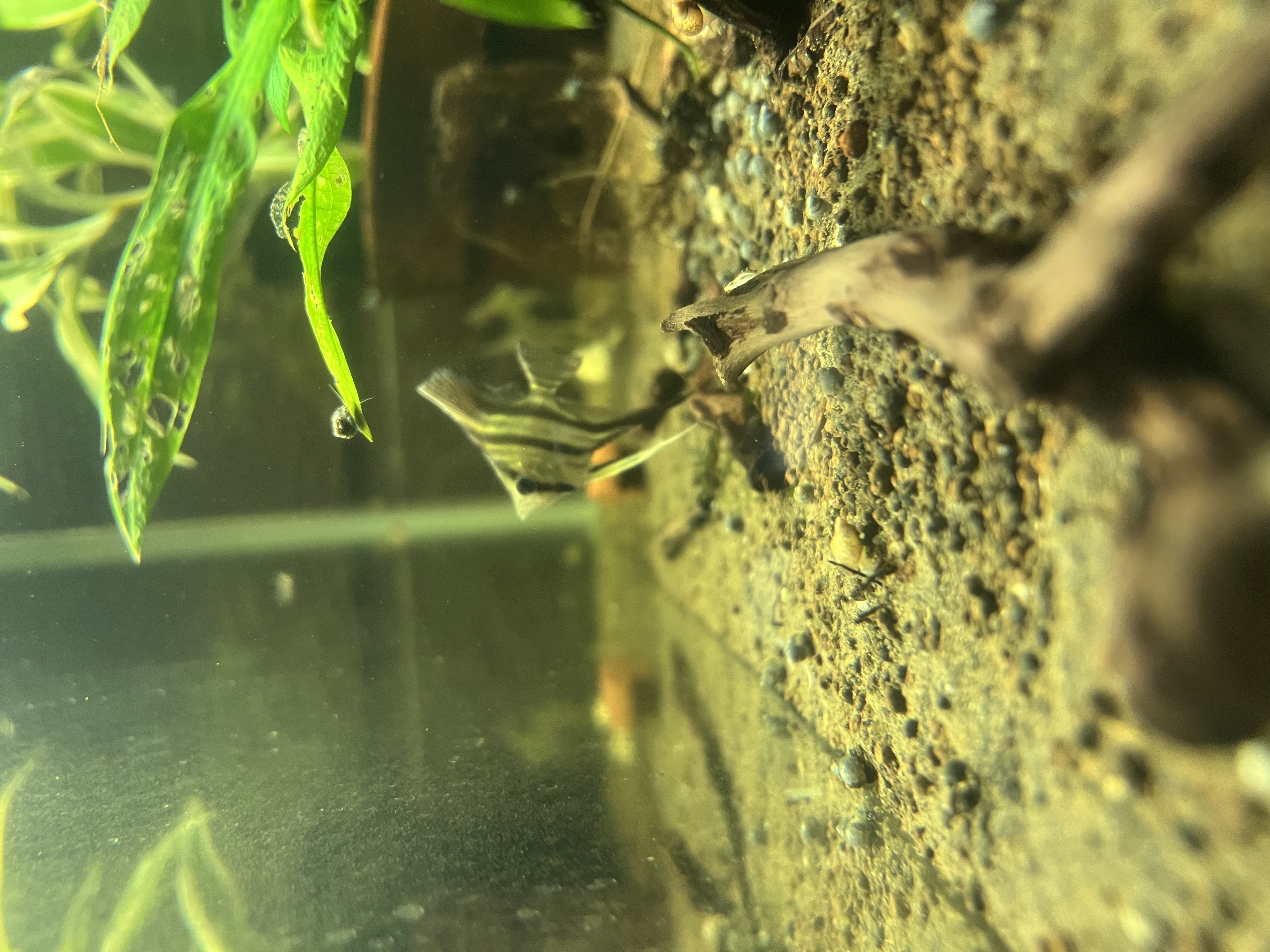 Ikan Hias Black River Tropical 126