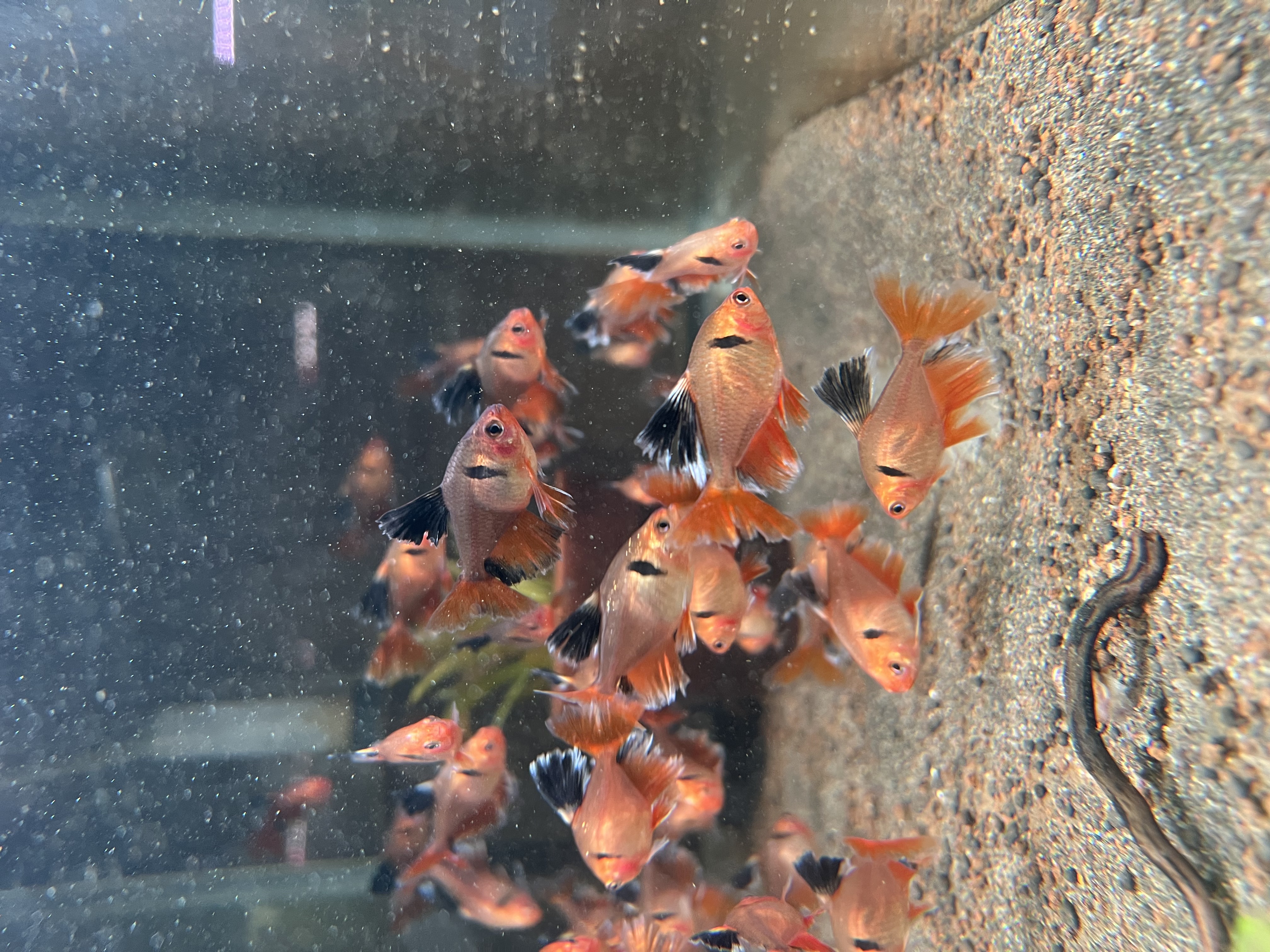 Ikan Hias Black River Tropical 127