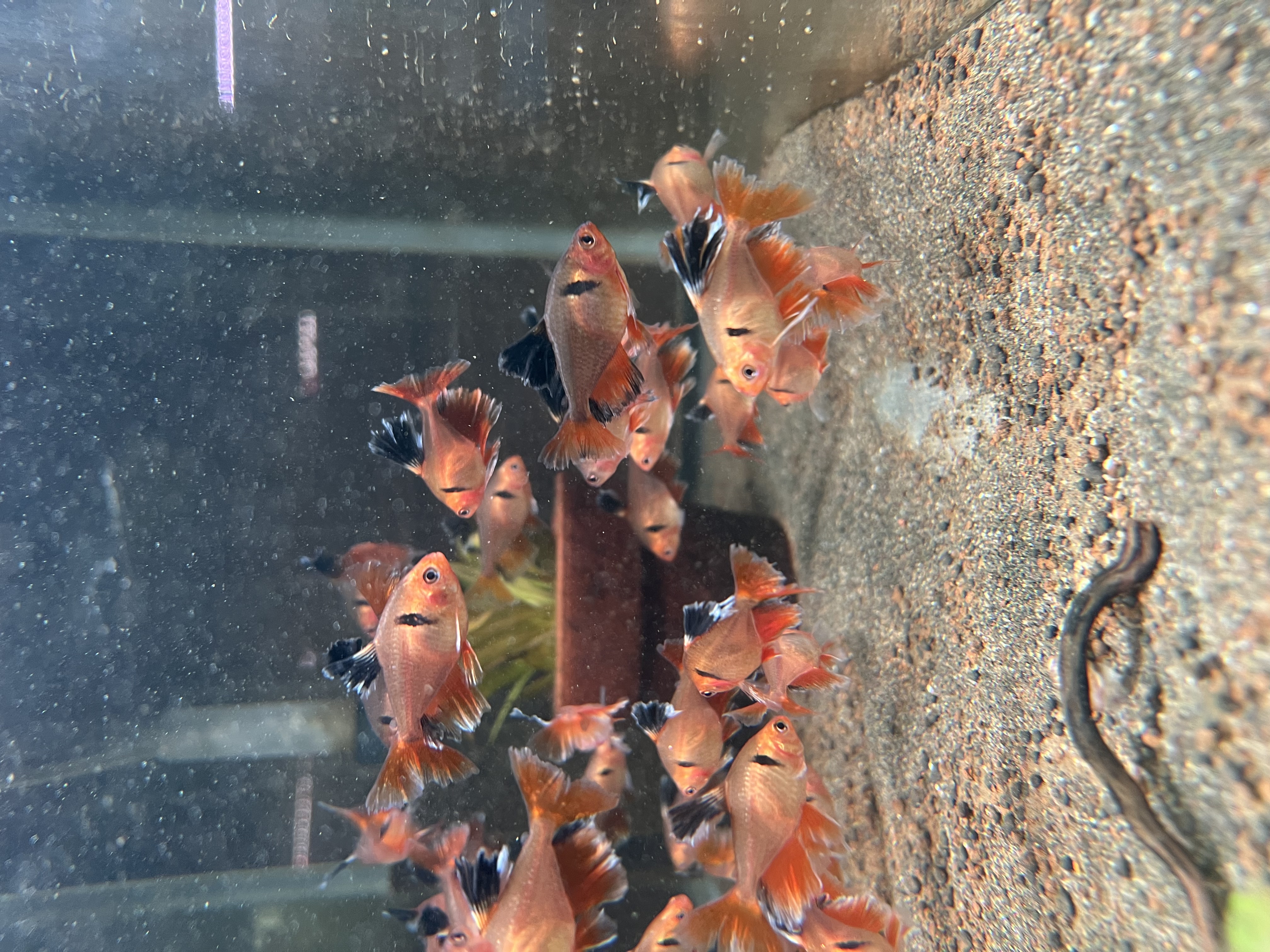 Ikan Hias Black River Tropical 128