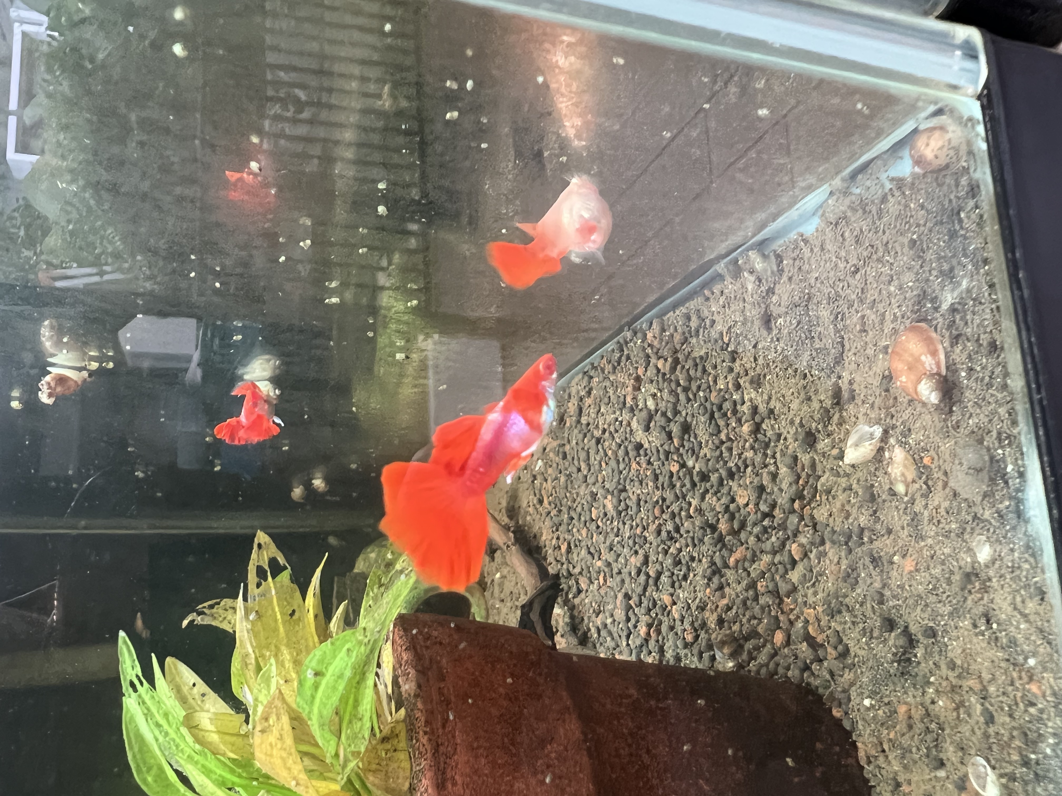 Ikan Hias Black River Tropical 129