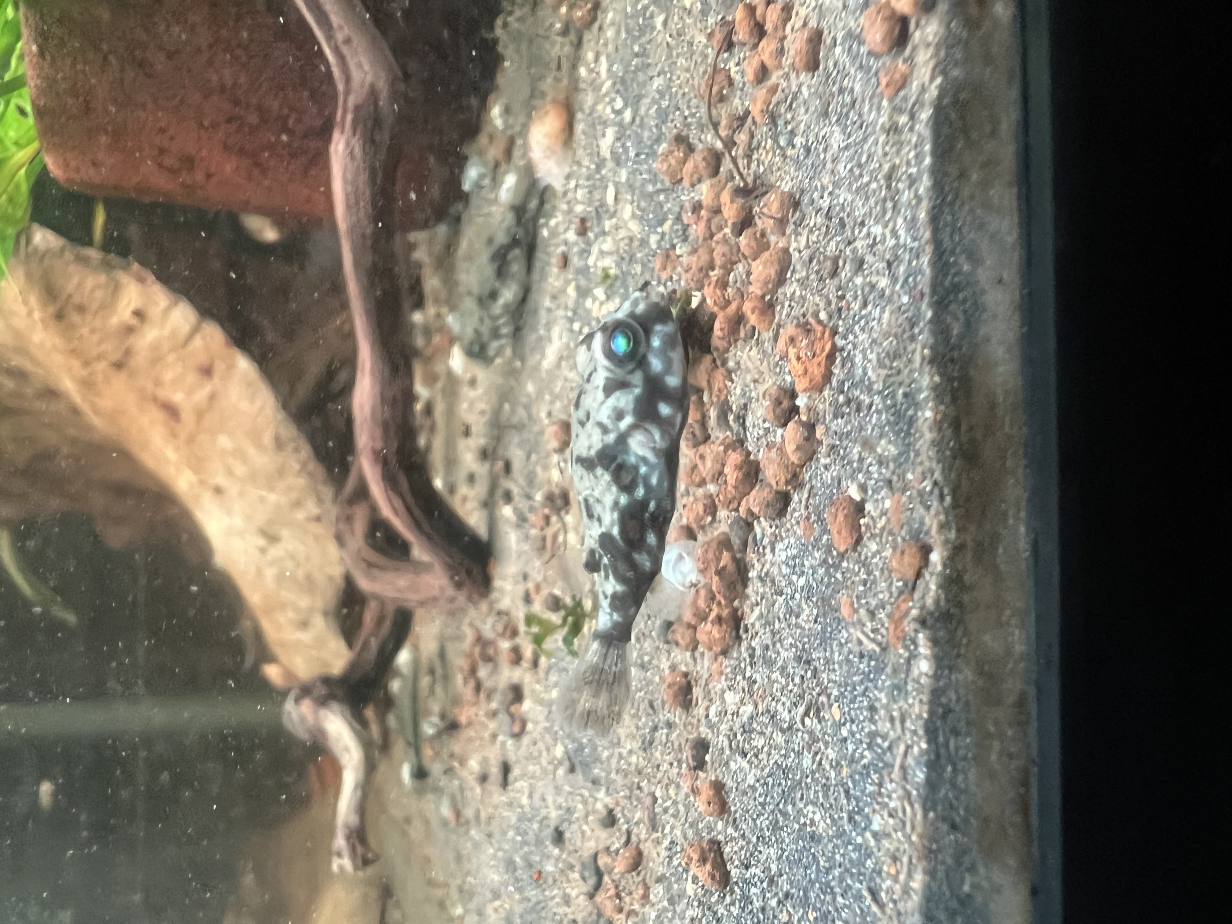 Ikan Hias Black River Tropical 131