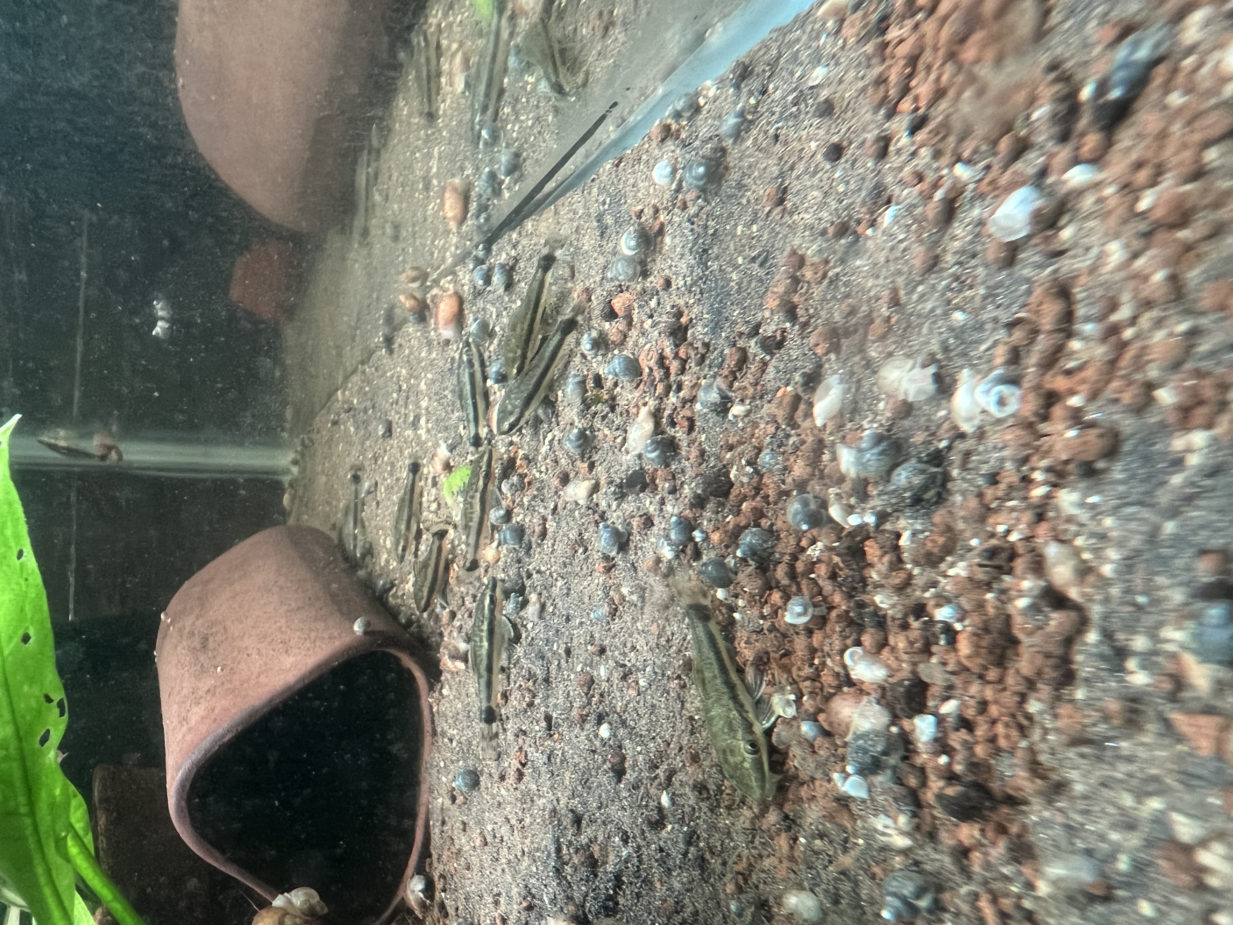 Ikan Hias Black River Tropical 132