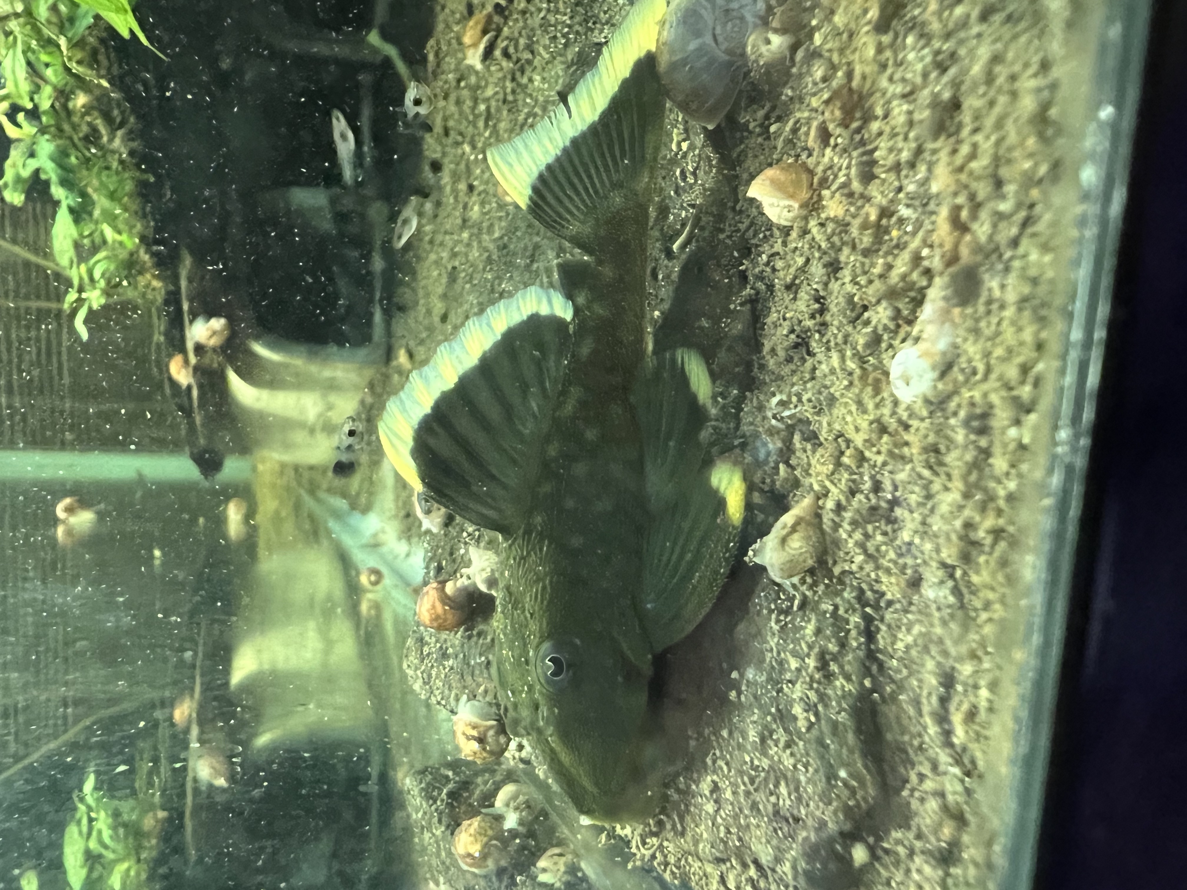 Ikan Hias Black River Tropical 133