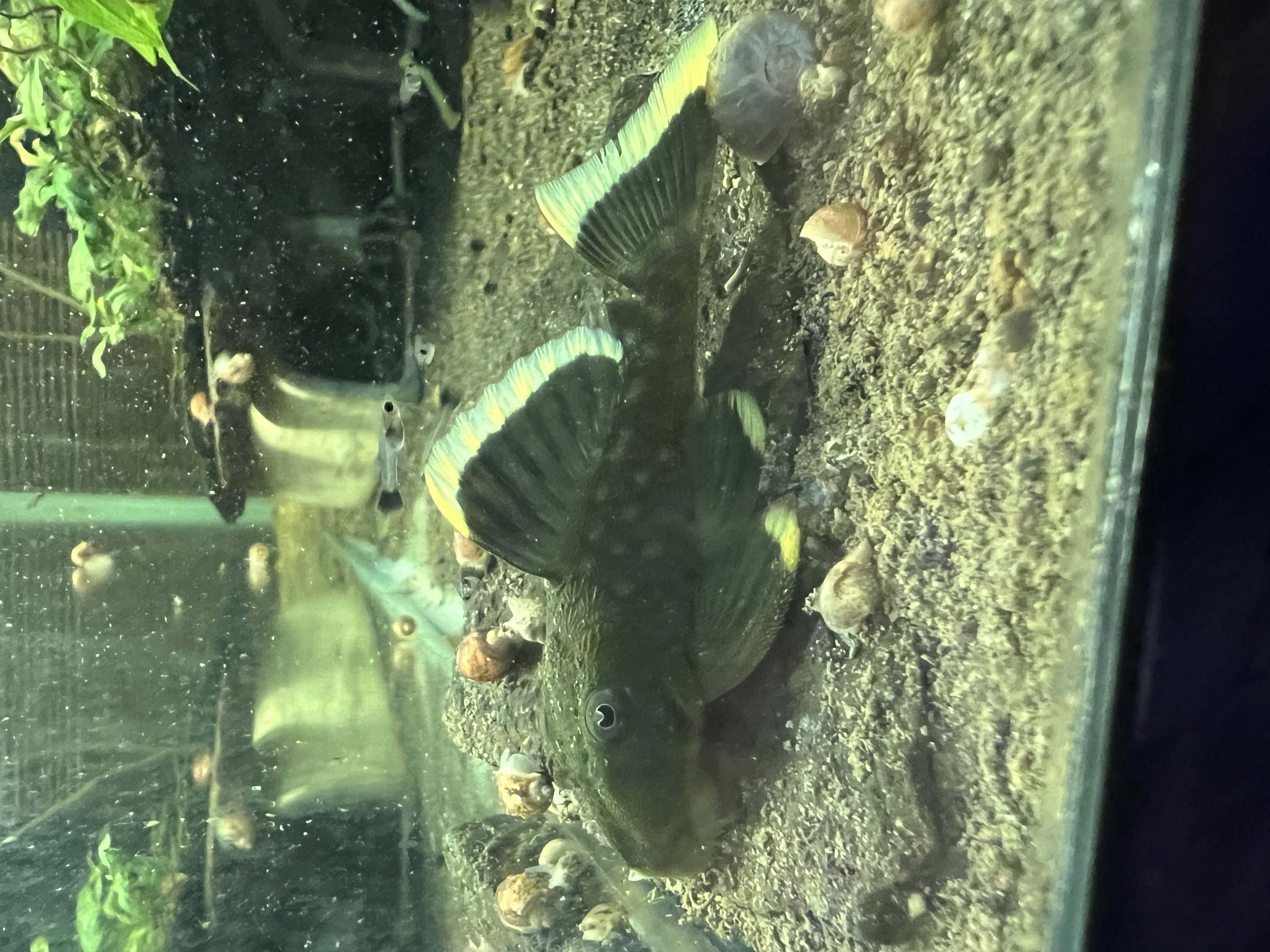 Ikan Hias Black River Tropical 134