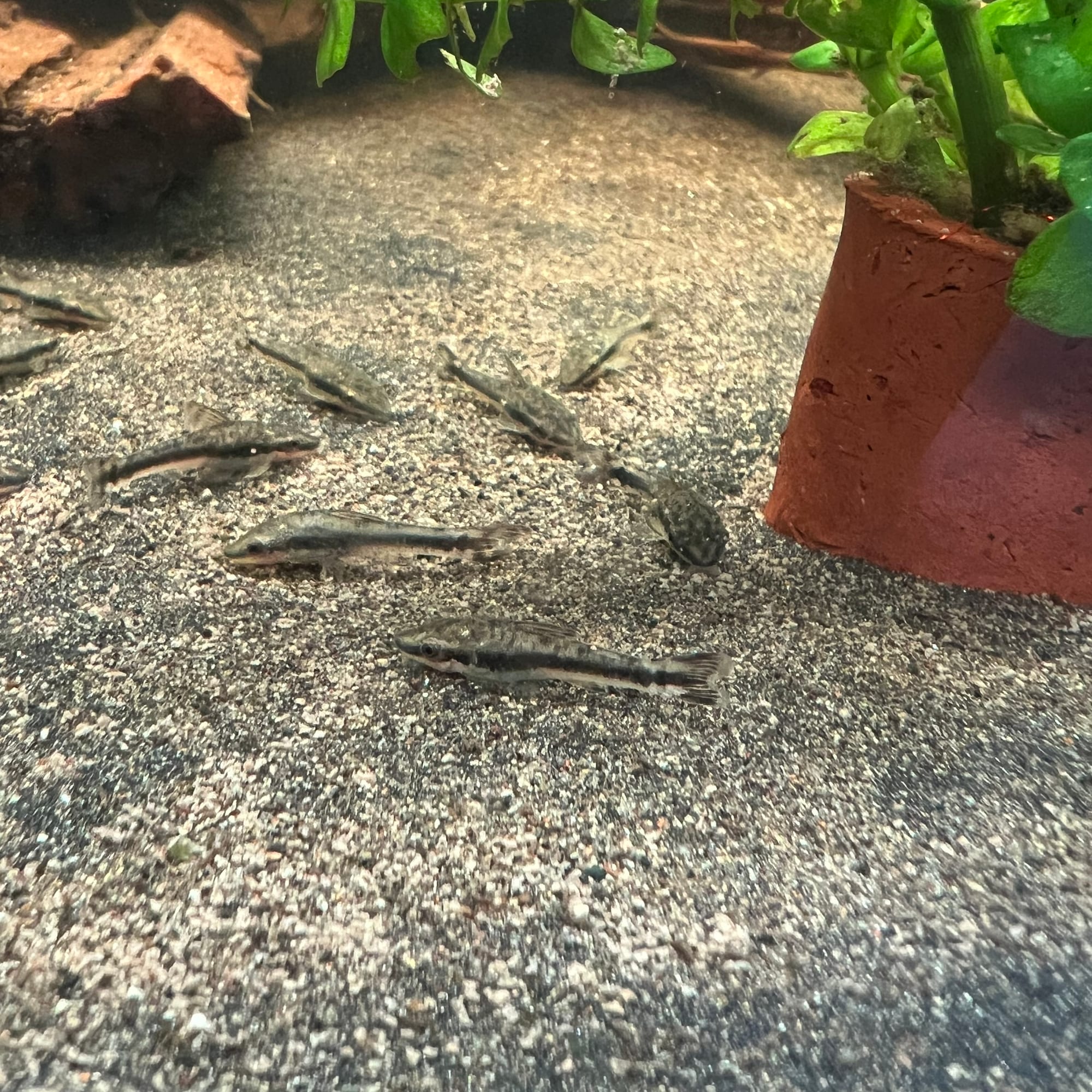 Otocinclus