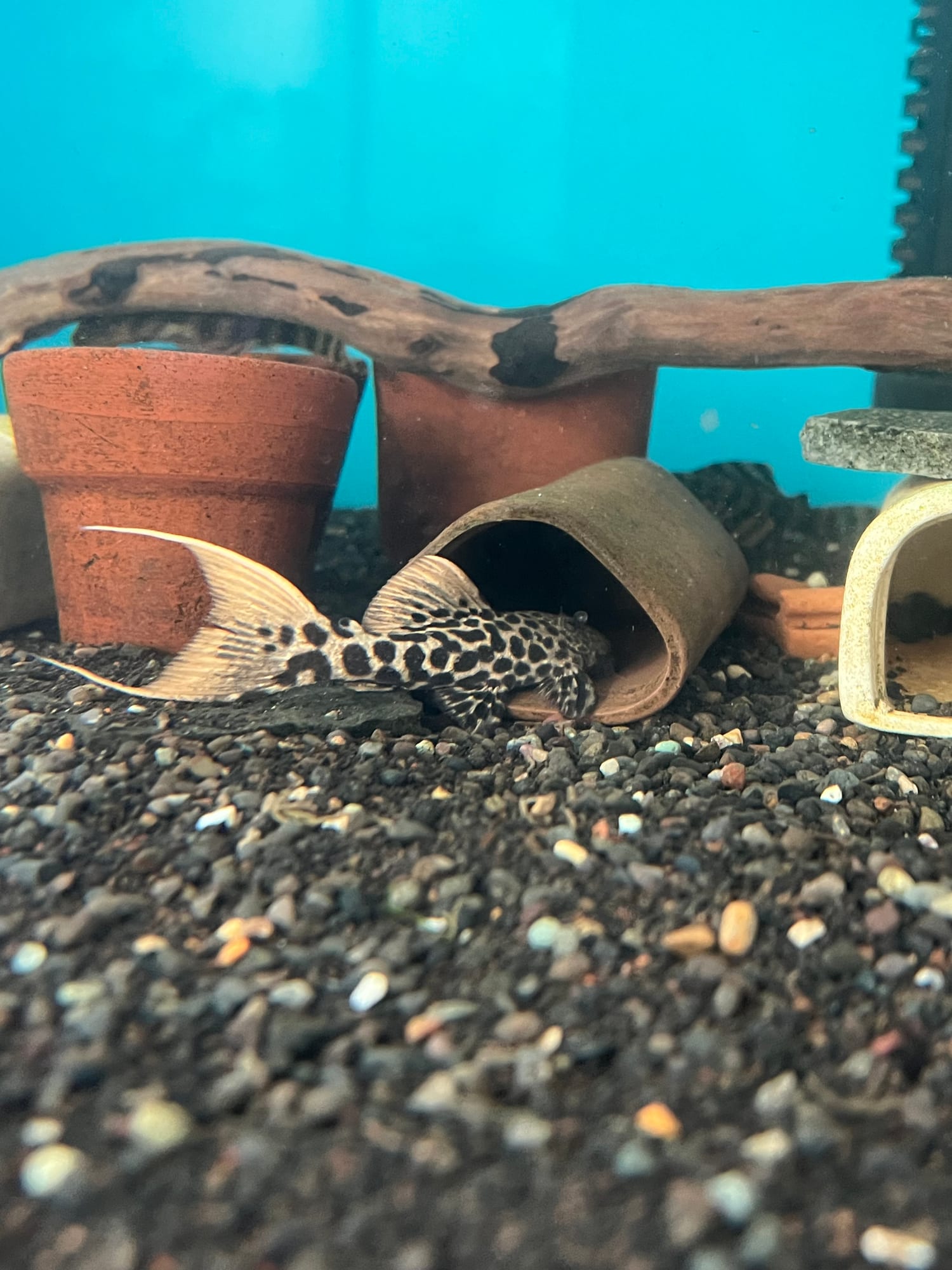 Pleco L273 Titanic 2